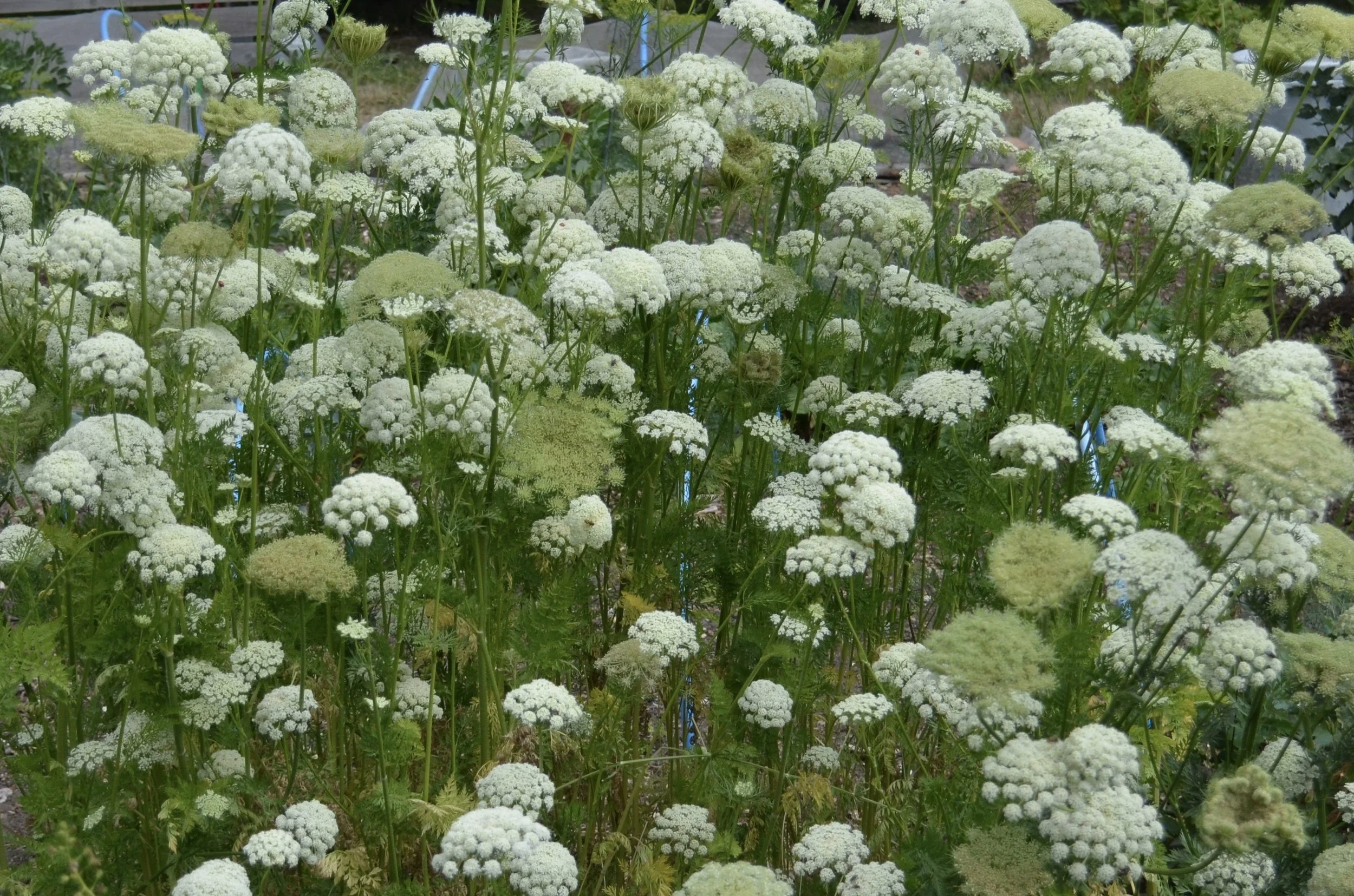 Flowers for free…