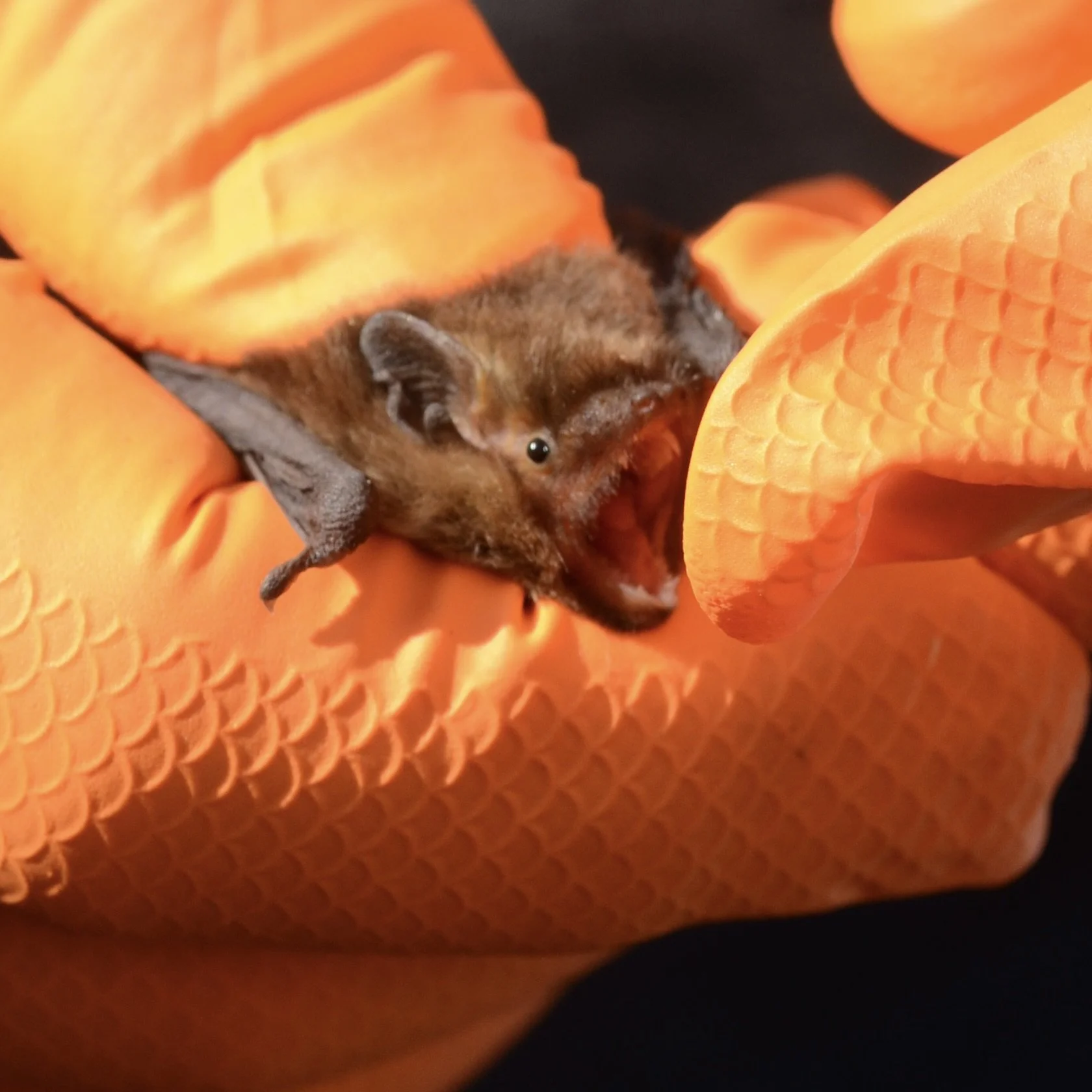 Detecting bats…