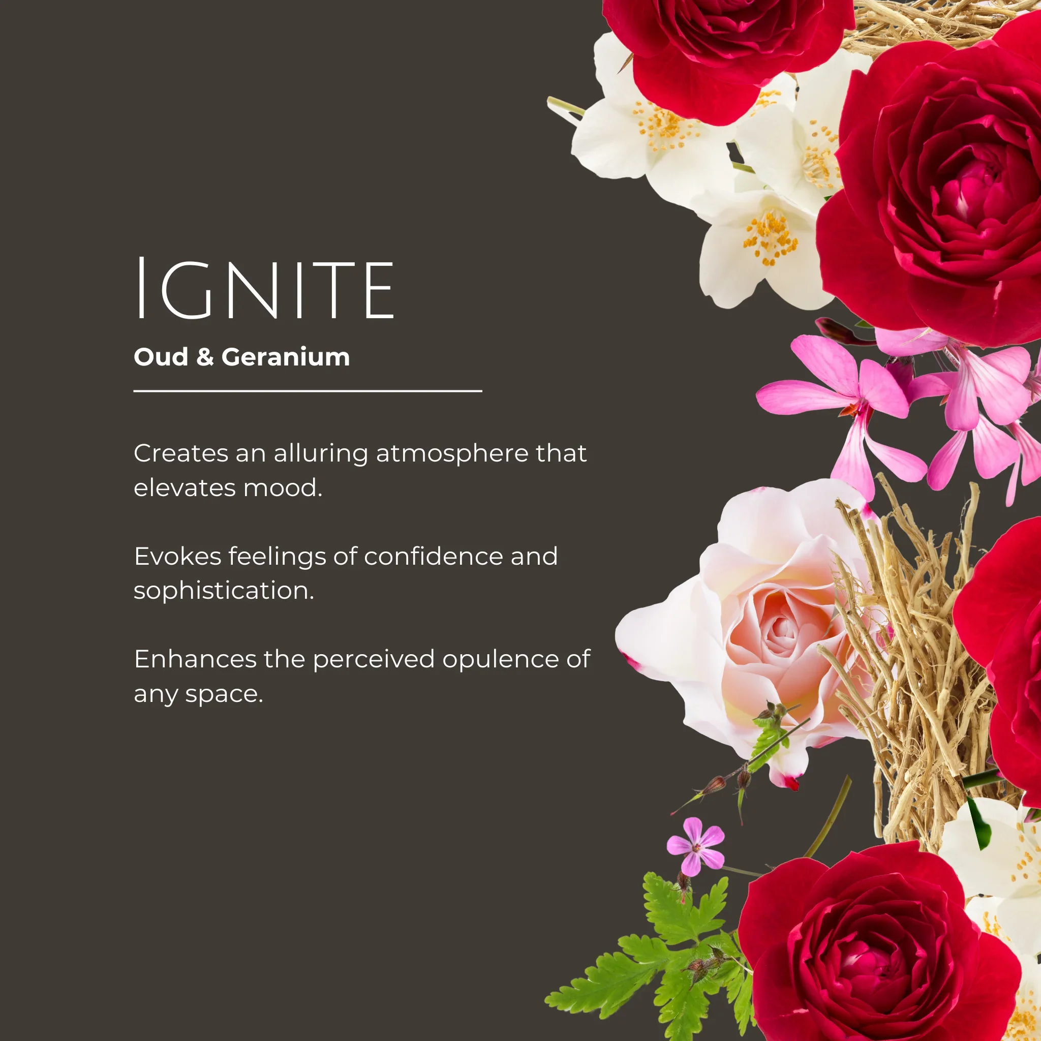 ignite scent info.webp