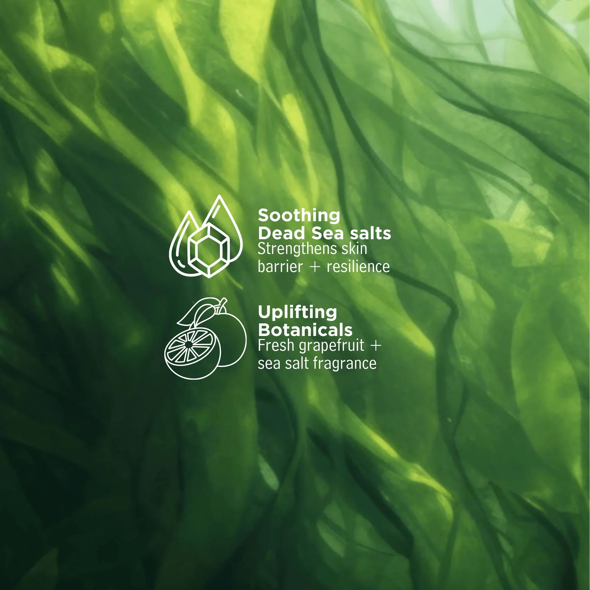 Seaweed_Energy_Fragrance.webp