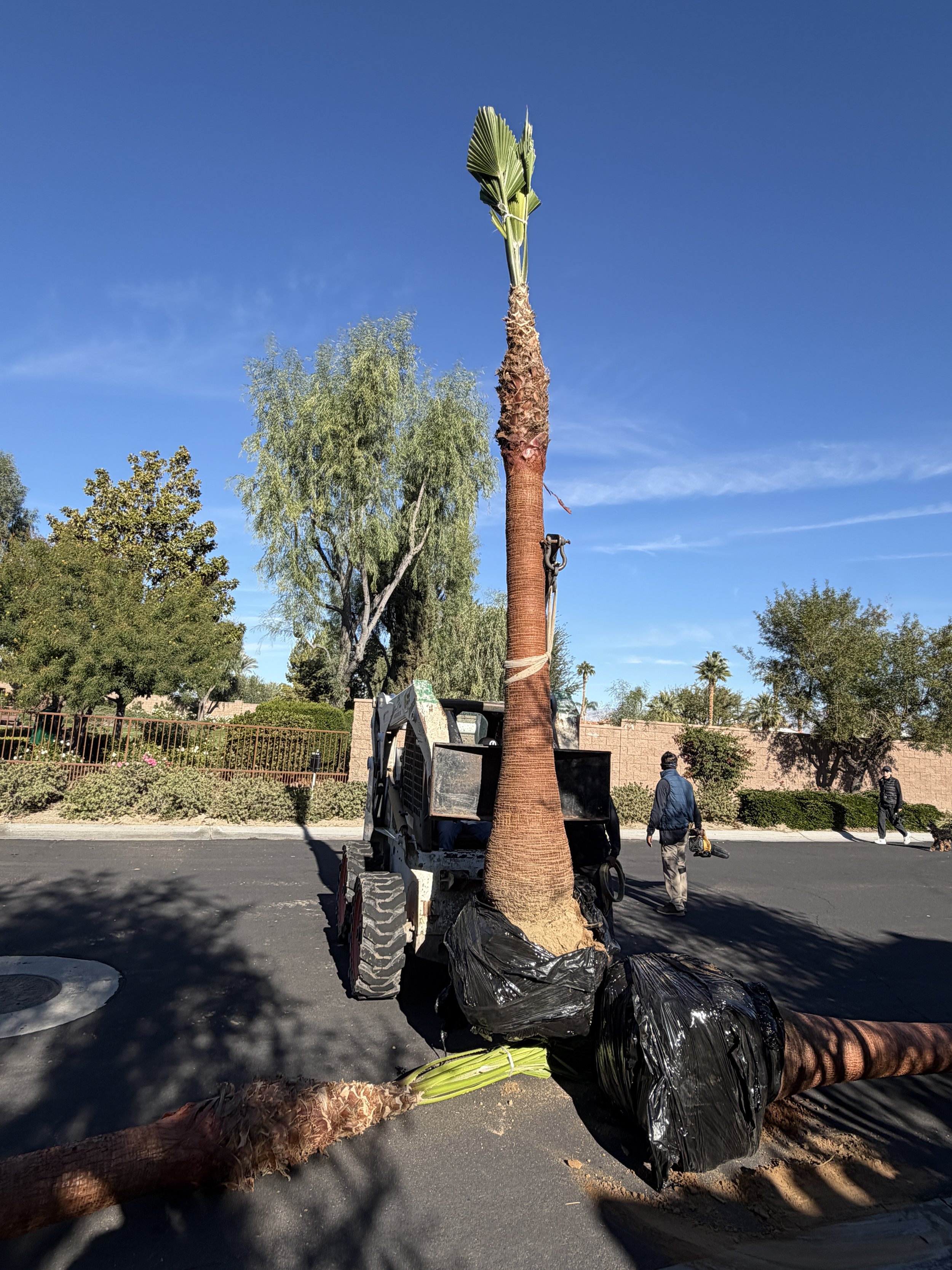 Washingtonian 'Filibusta'  (Hybrid Fan Palm)