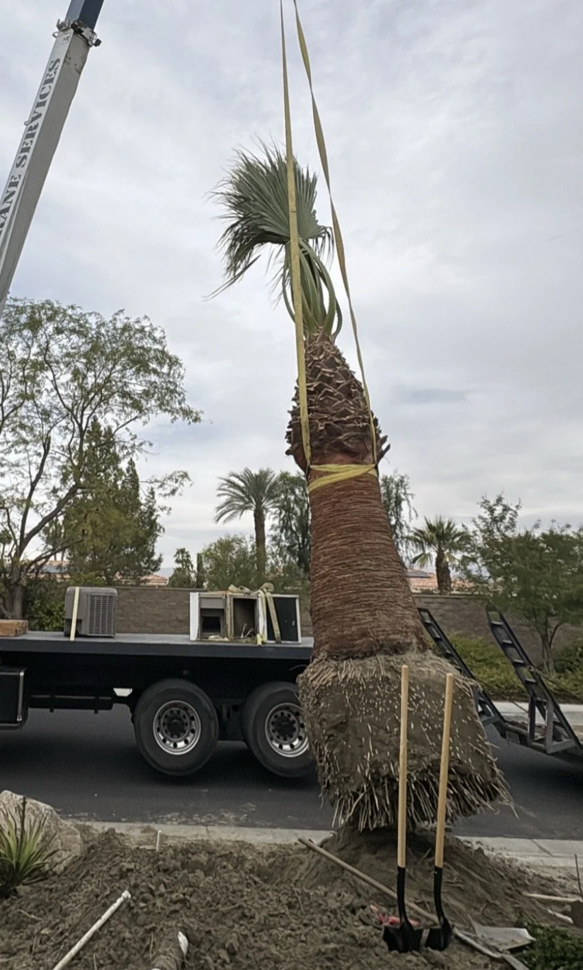 Washingtonian Filifera (California Fan Palm)