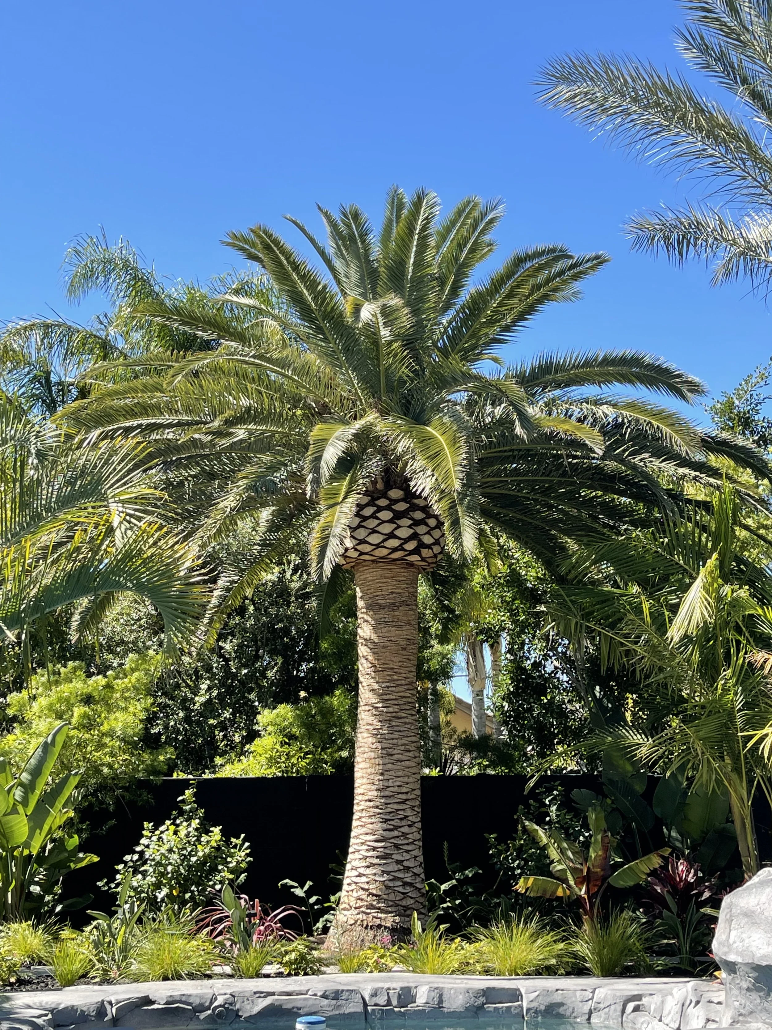 Palm installations throughout the United States.