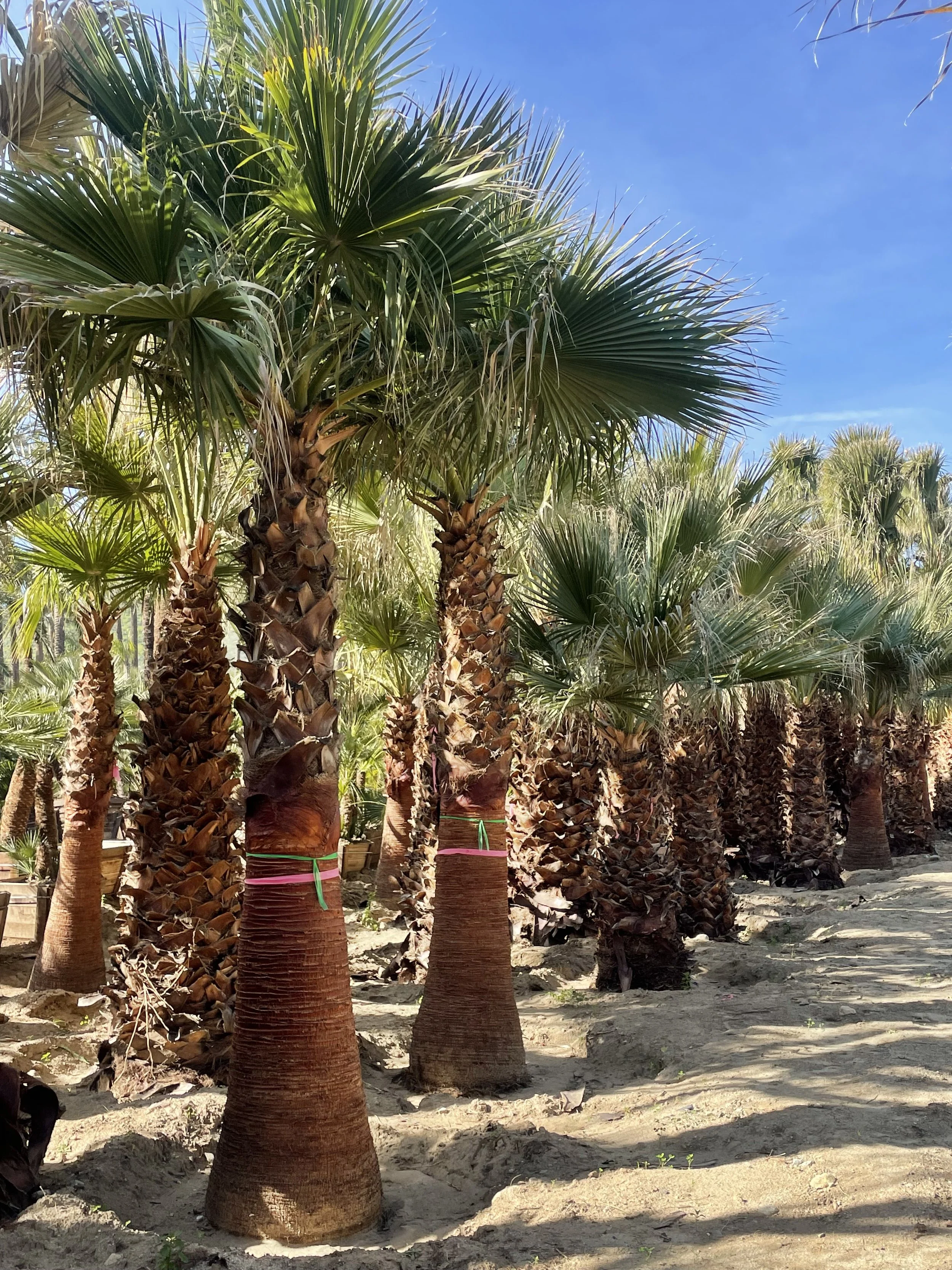 Field Grown Palm Trees For Sale.