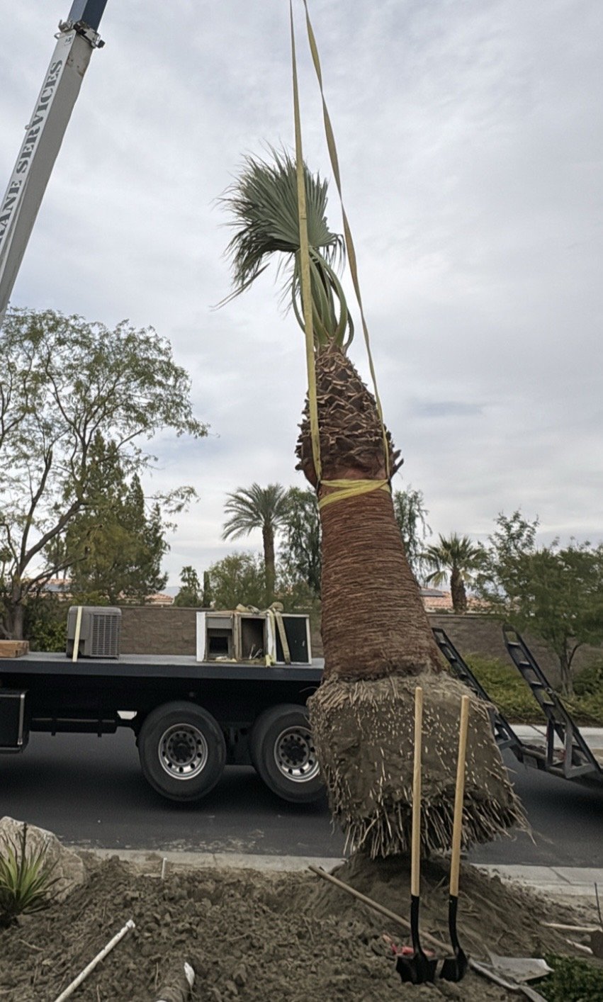 Crane Service With Out Palm Trees.