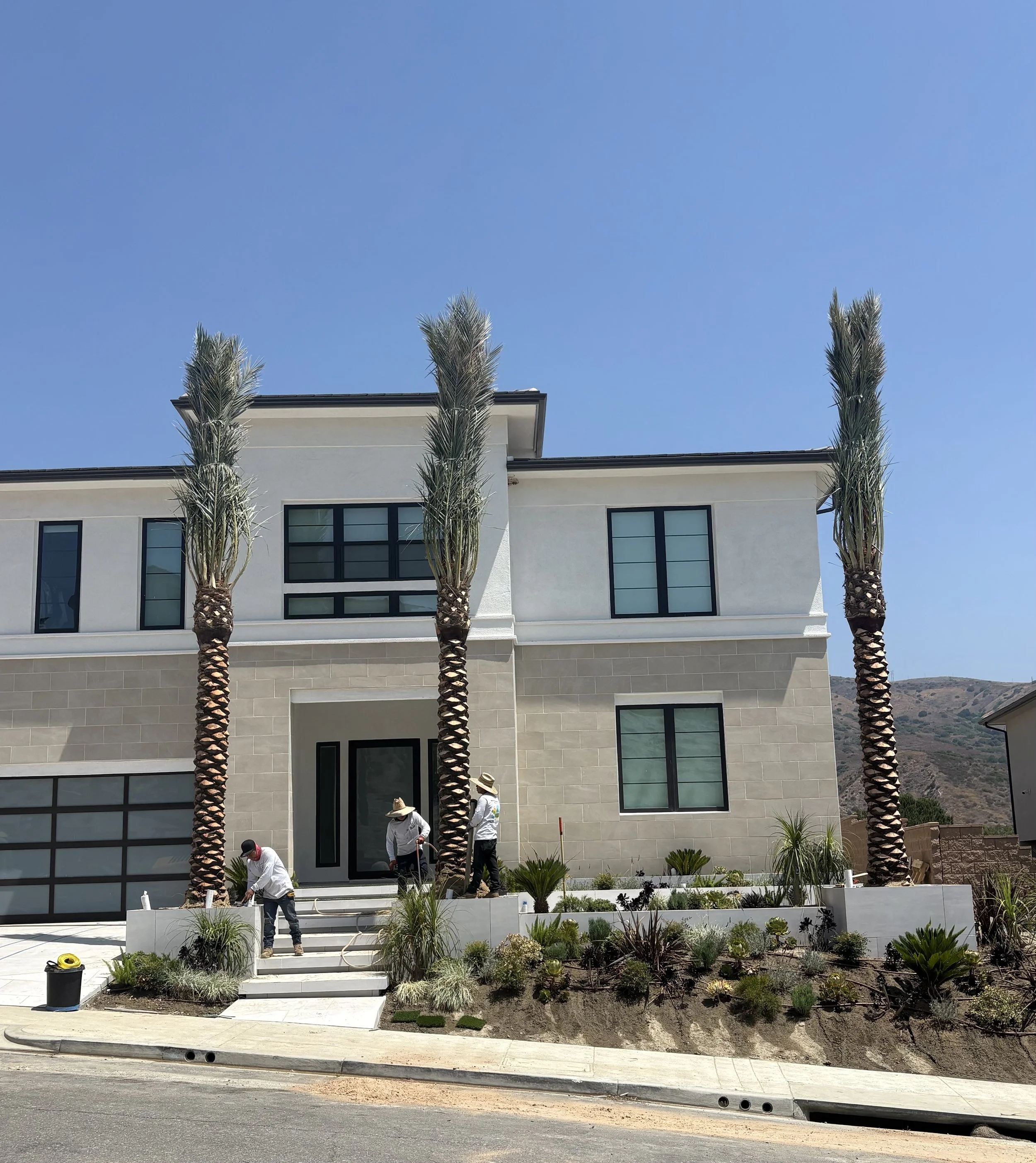 Professional Palm Tree Install.