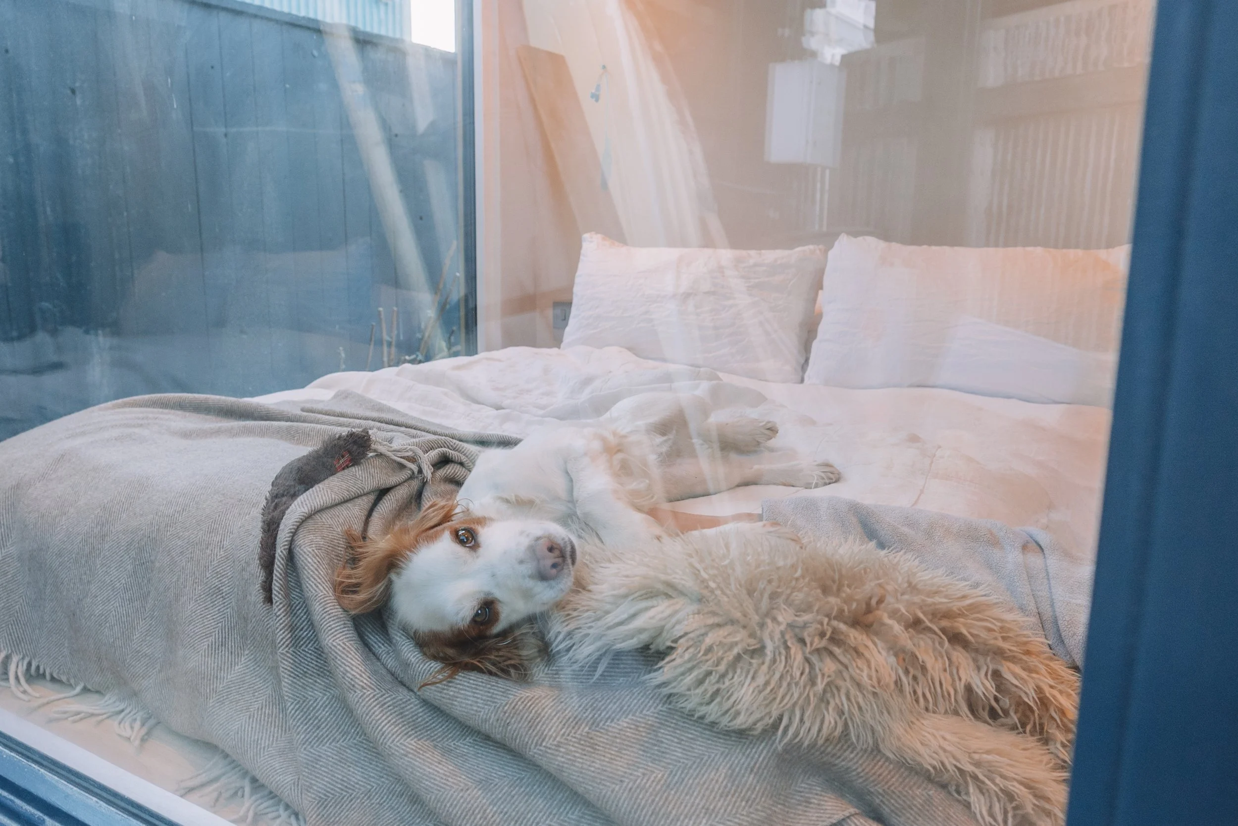 A dog lying on a bed seen through a glass window, with sunlight reflecting on the glass.