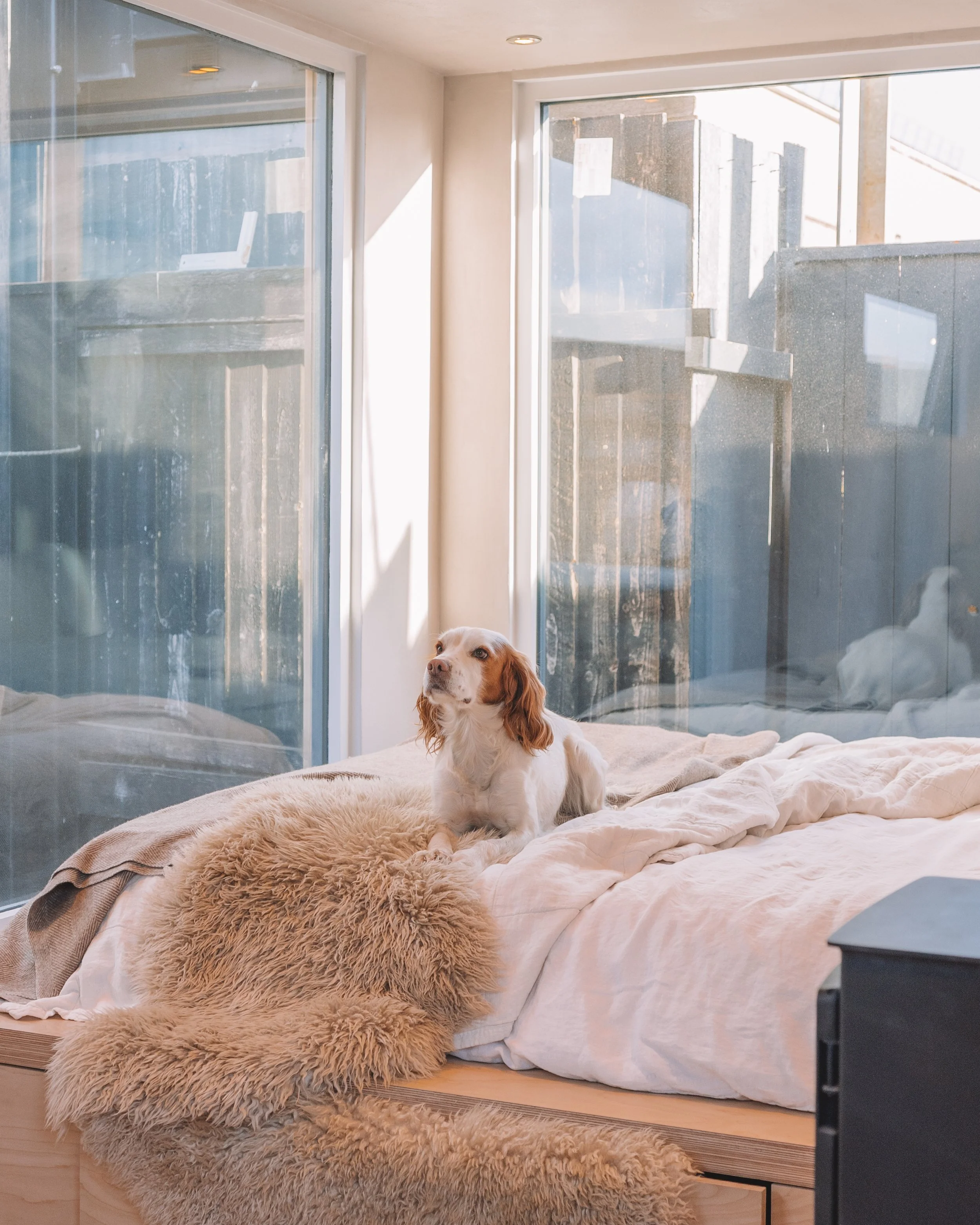 A dog sitting on a rumpled bed inside a room with large floor-to-ceiling windows, showing an outdoor construction site or wooden fencing.