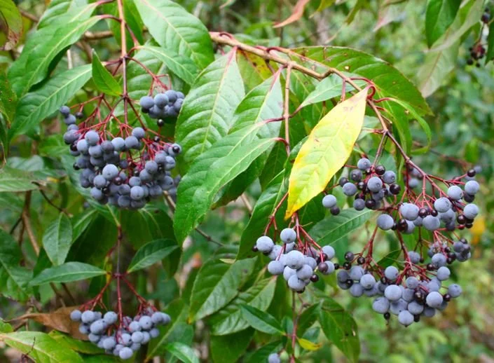 elderberry.jpg