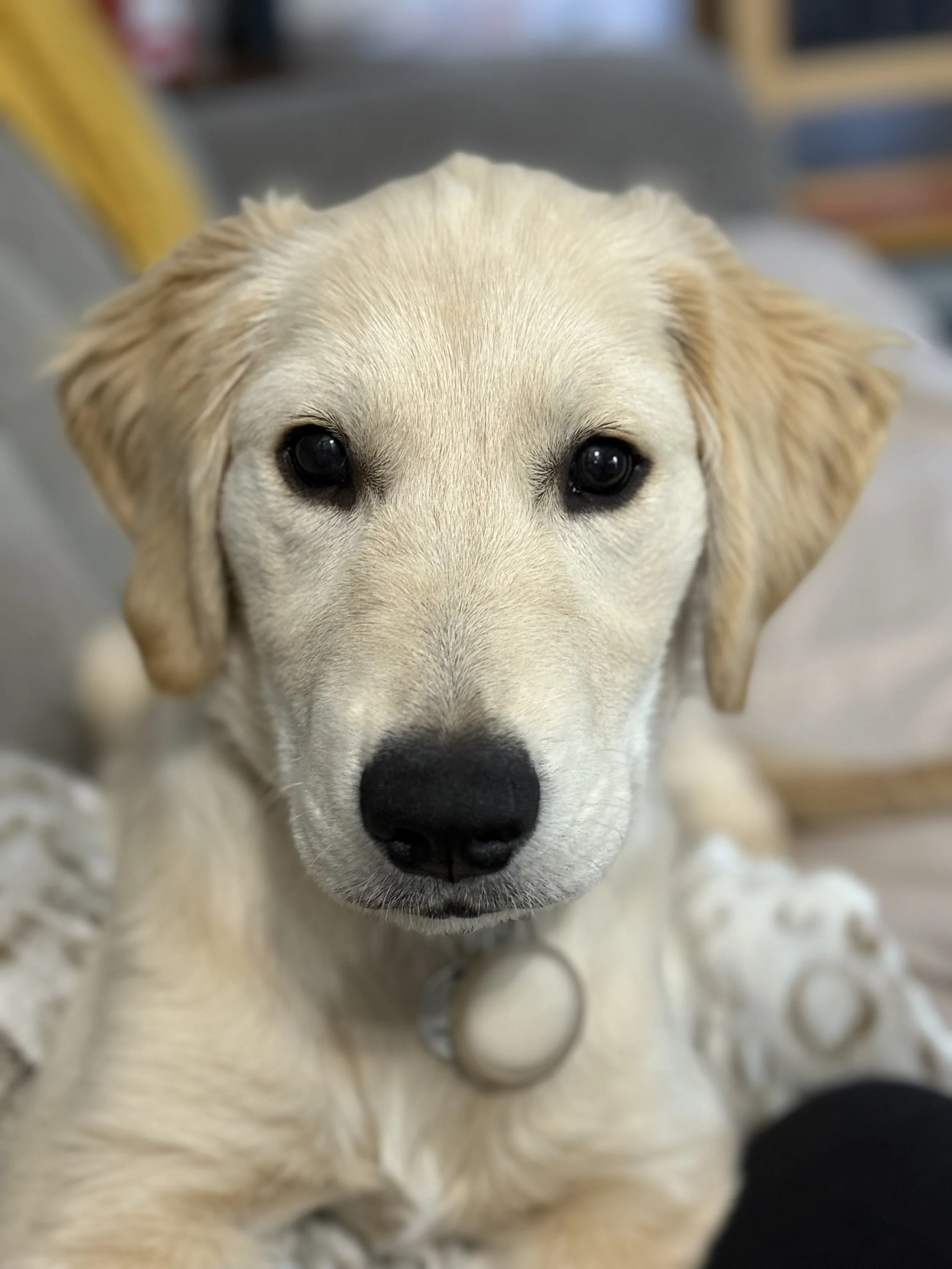 Close-up of a yellow Labrador Retriever puppy with dark eyes and a black nose, looking directly at the camera.