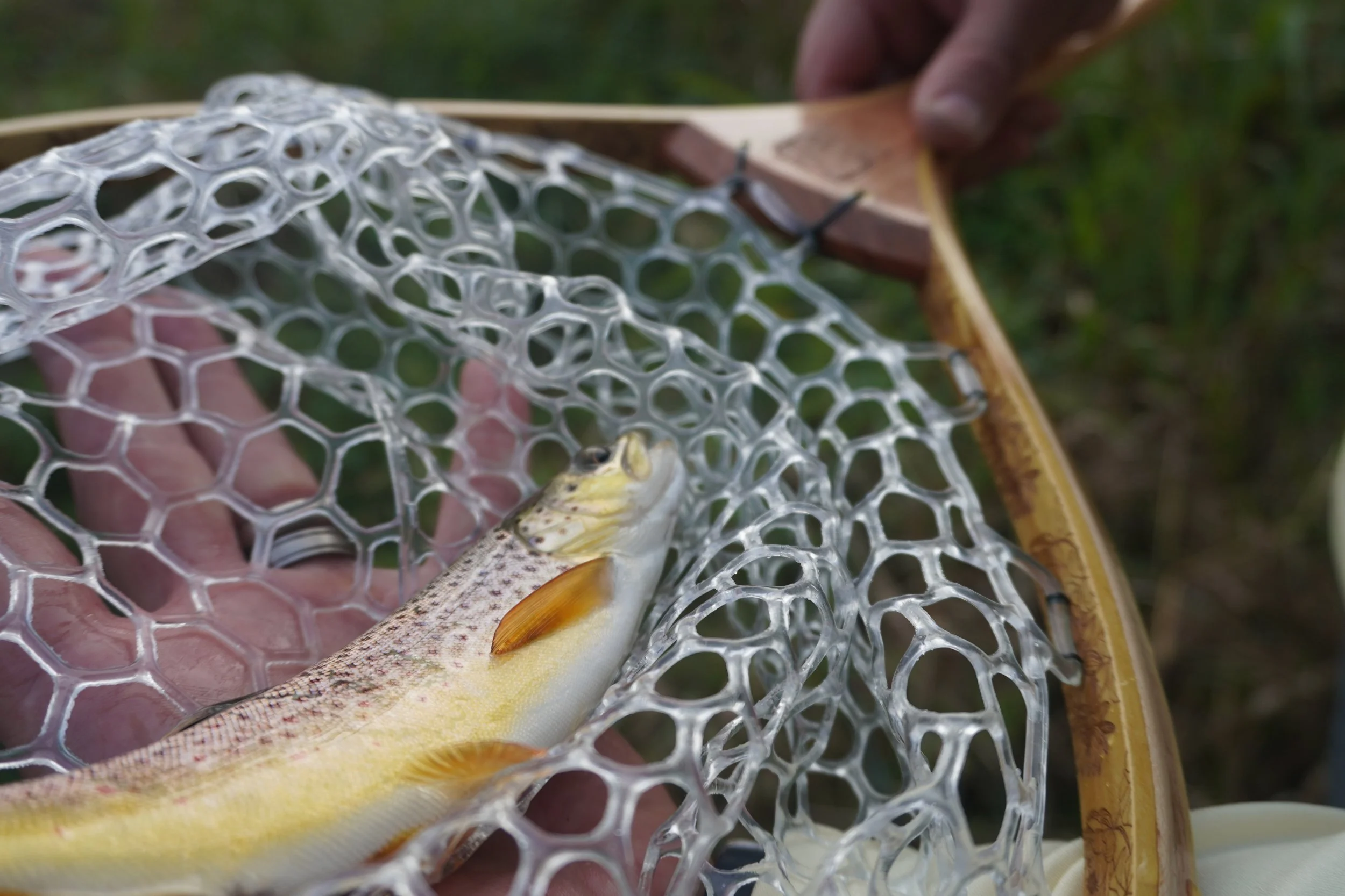 A person holding a fishing net with a fish caught inside, outdoors with green blurred background.