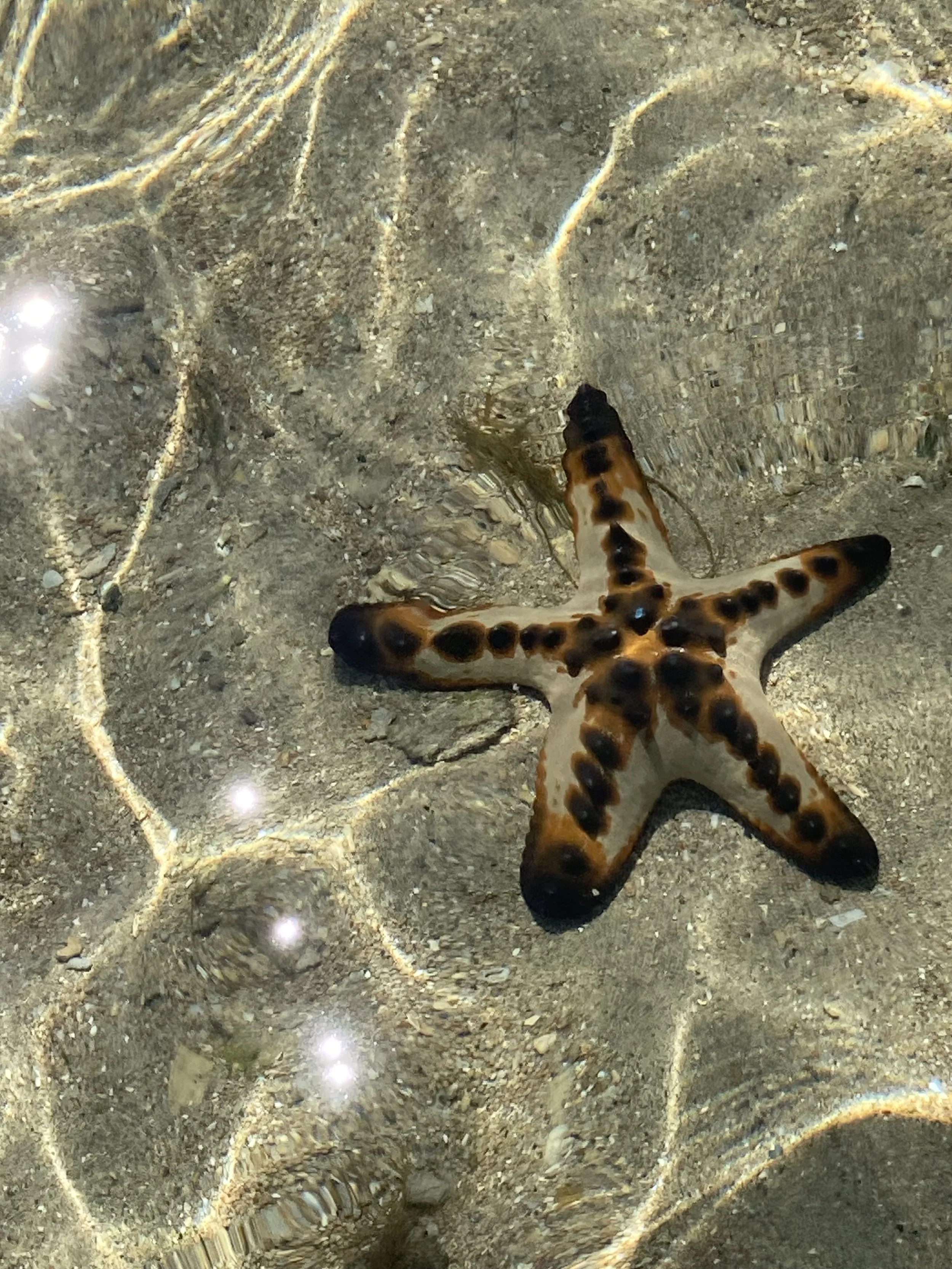 Mooiste duikplekken op Bali