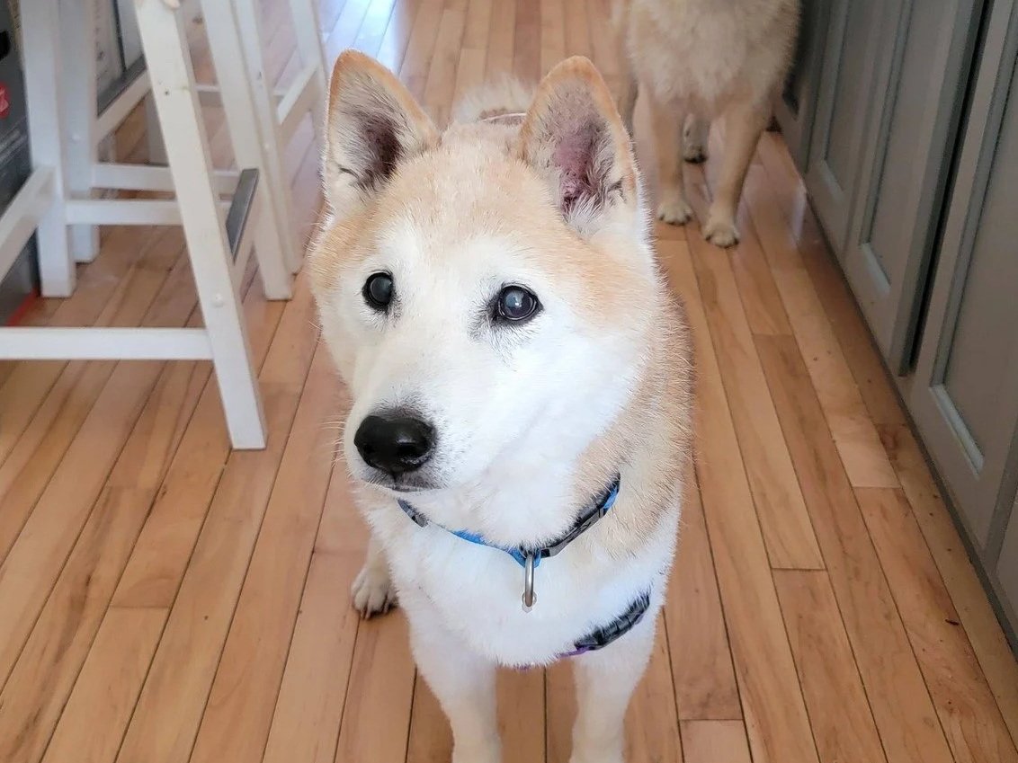Yuhi — DC Shiba Inu Rescue