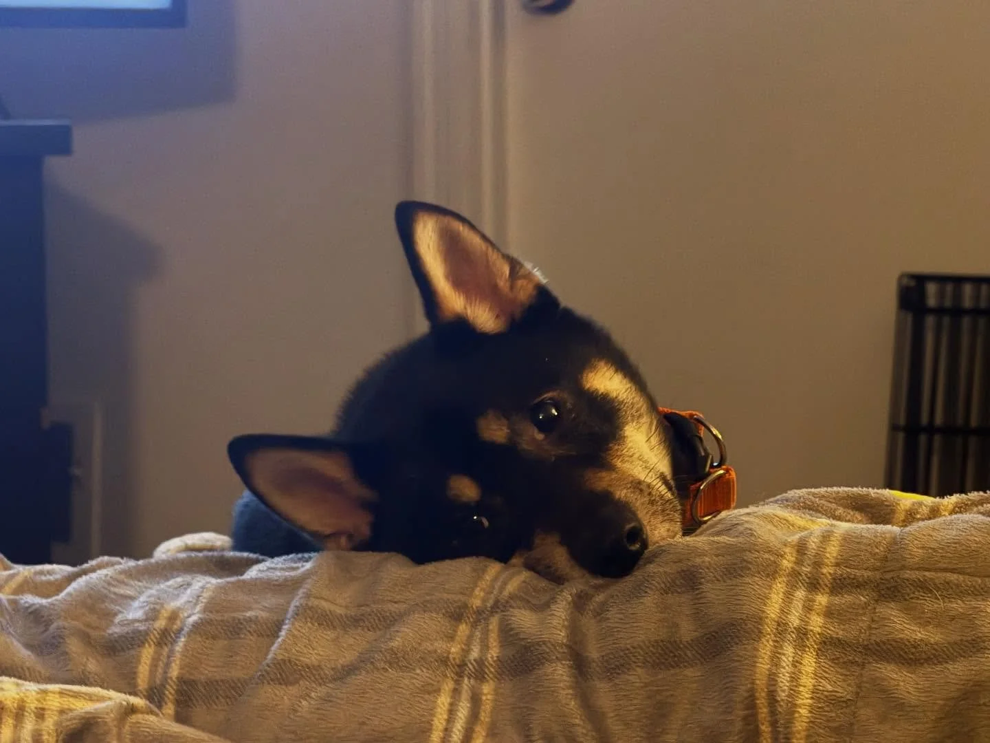 Oh, you thought the cuddle party was over? Mokutan is just getting started! The weather is getting chilly, and he’s here to help keep you warm. 
#dcsirmokutan #dcsir #dcshibainurescue #dcsirfosterlife #shibainu #shibarescue #shiba #shibas #shib