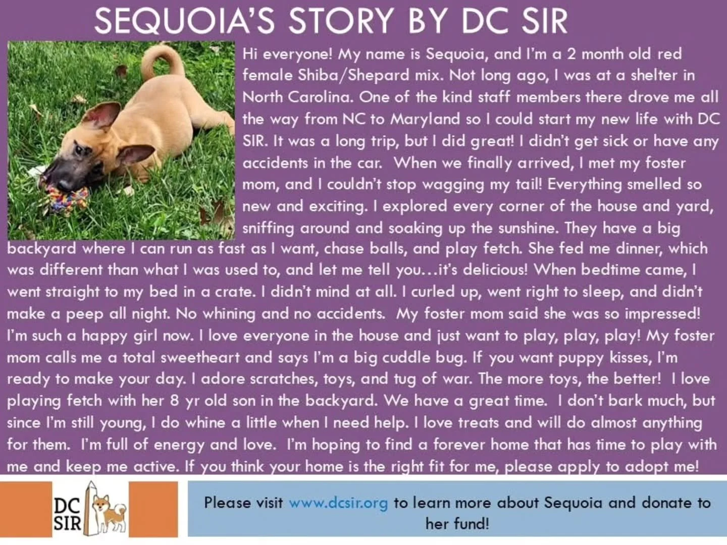 π²β¨ Meet Sequoia! β¨π²
Our newest rescue has arrived from a North Carolina shelter, and she’s already stealing hearts! β€οΈ
This little ball of energy is half Shiba, half Shepherd — and 100% love! ππ¨ Sequoia is playful, curious, and full