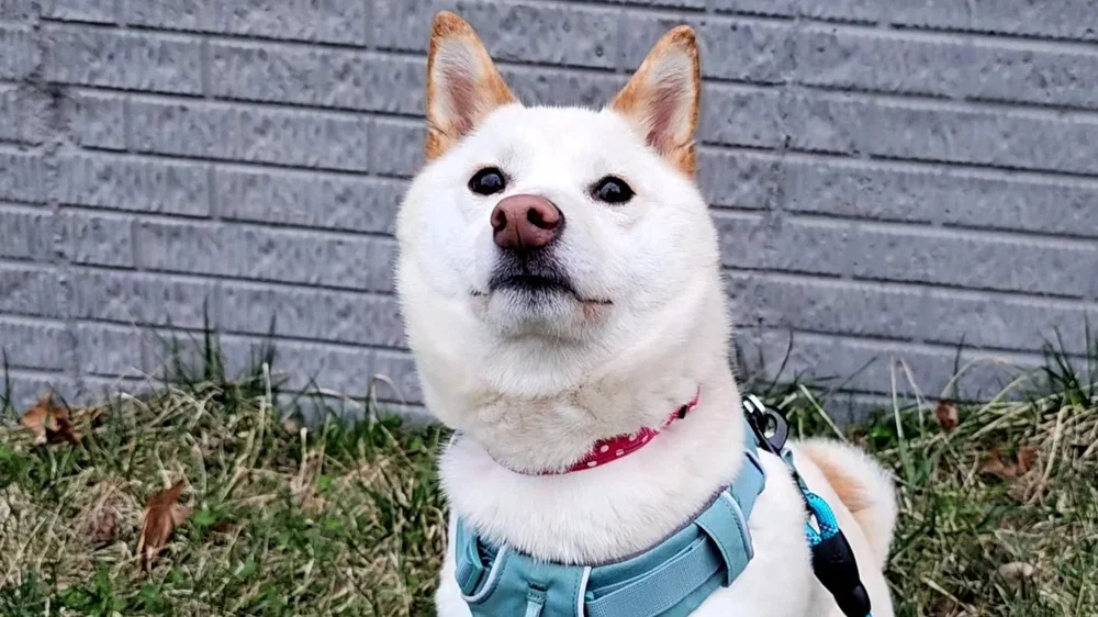 Clover — DC Shiba Inu Rescue