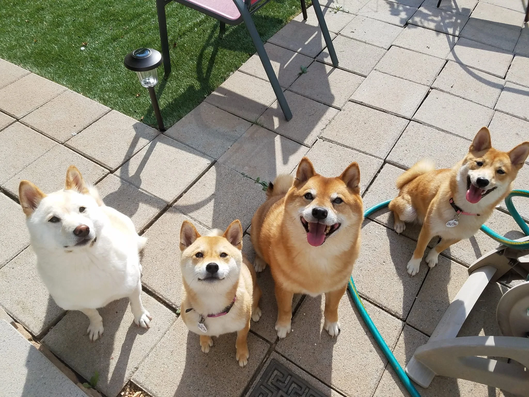 DC Shiba Inu Rescue