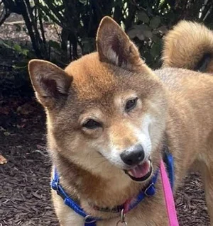 Philly — DC Shiba Inu Rescue