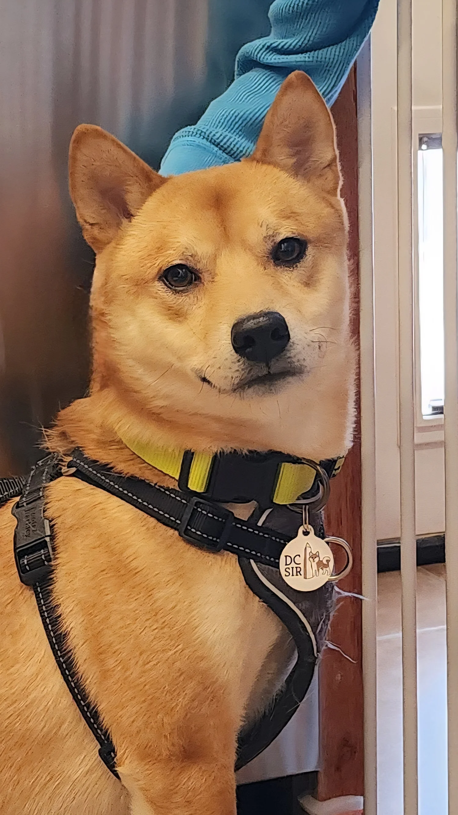 Cedar — DC Shiba Inu Rescue