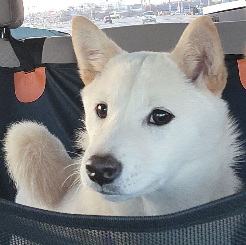Rumi — DC Shiba Inu Rescue