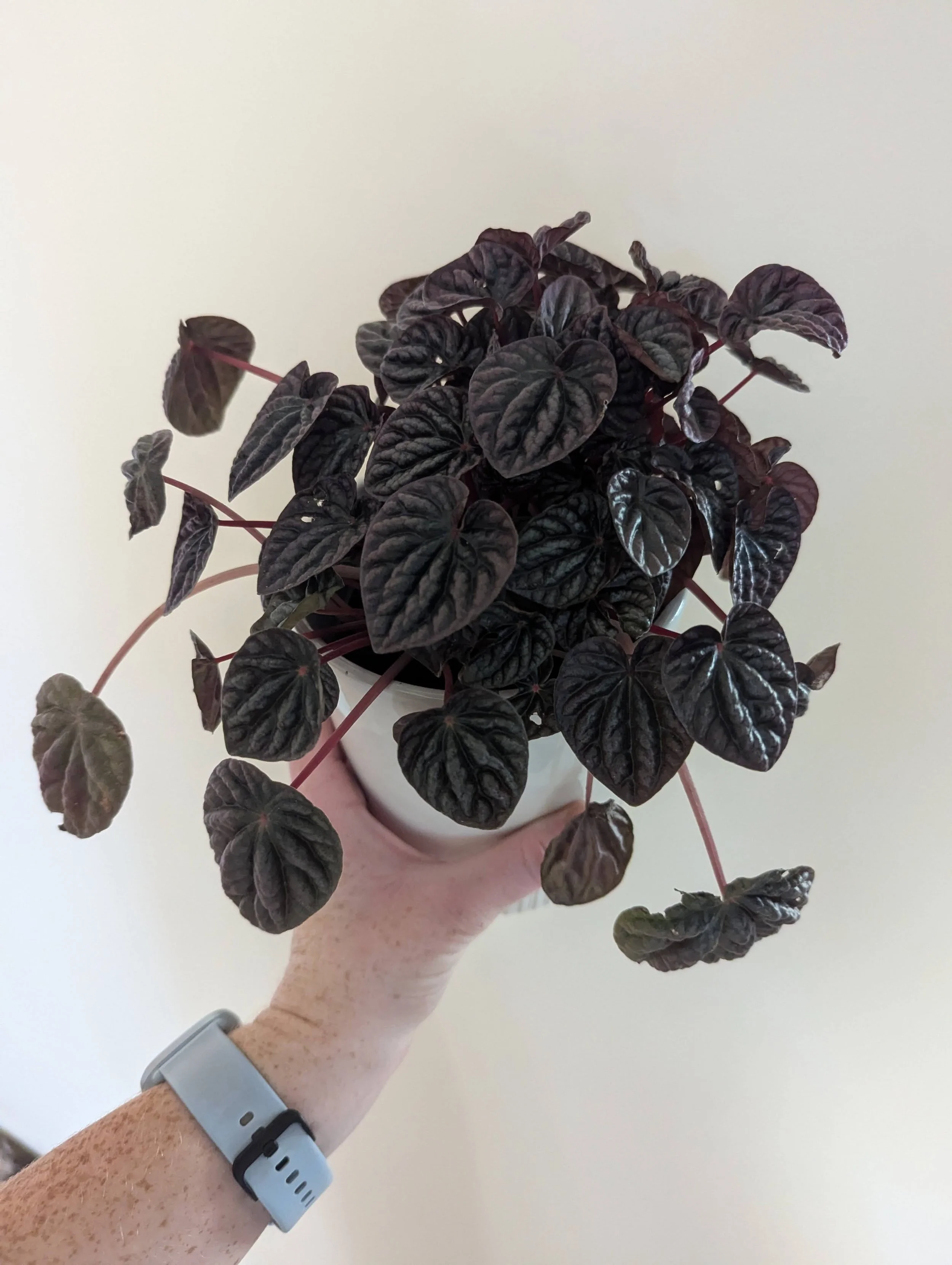 Peperomia Red Beauty