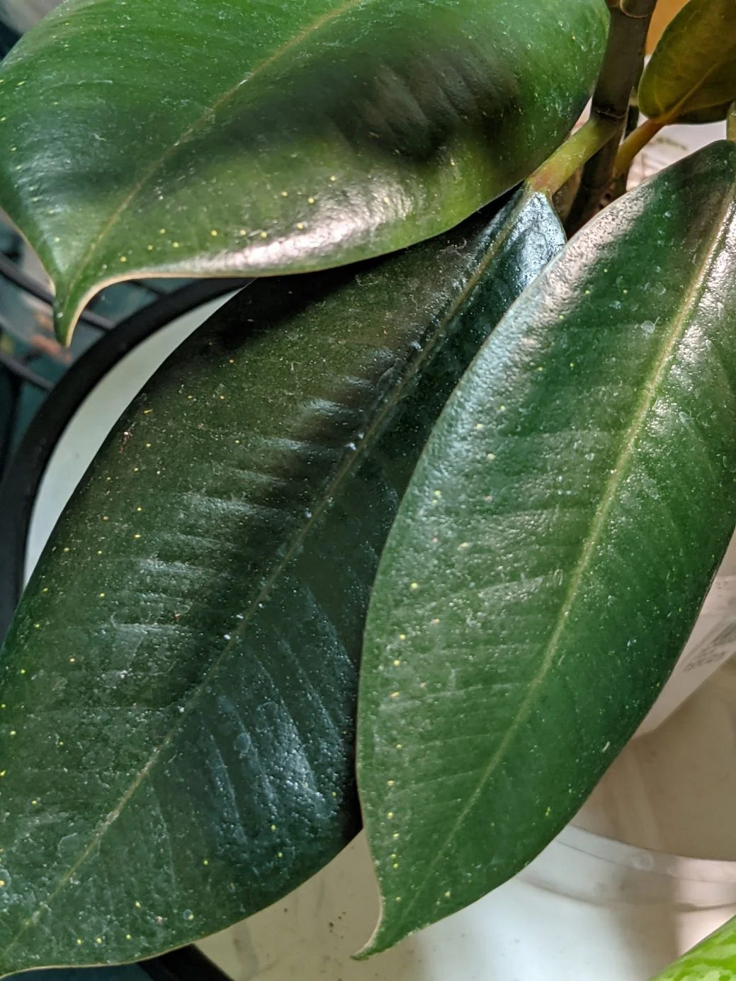 Ficus Burgundy