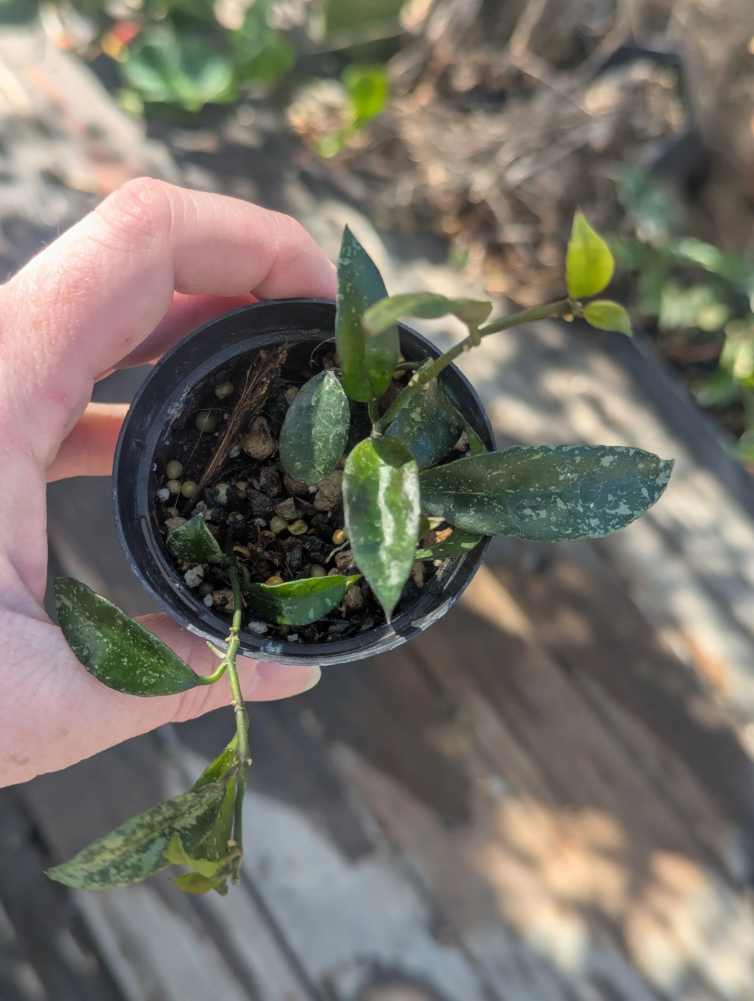 Hoya Royal Flush