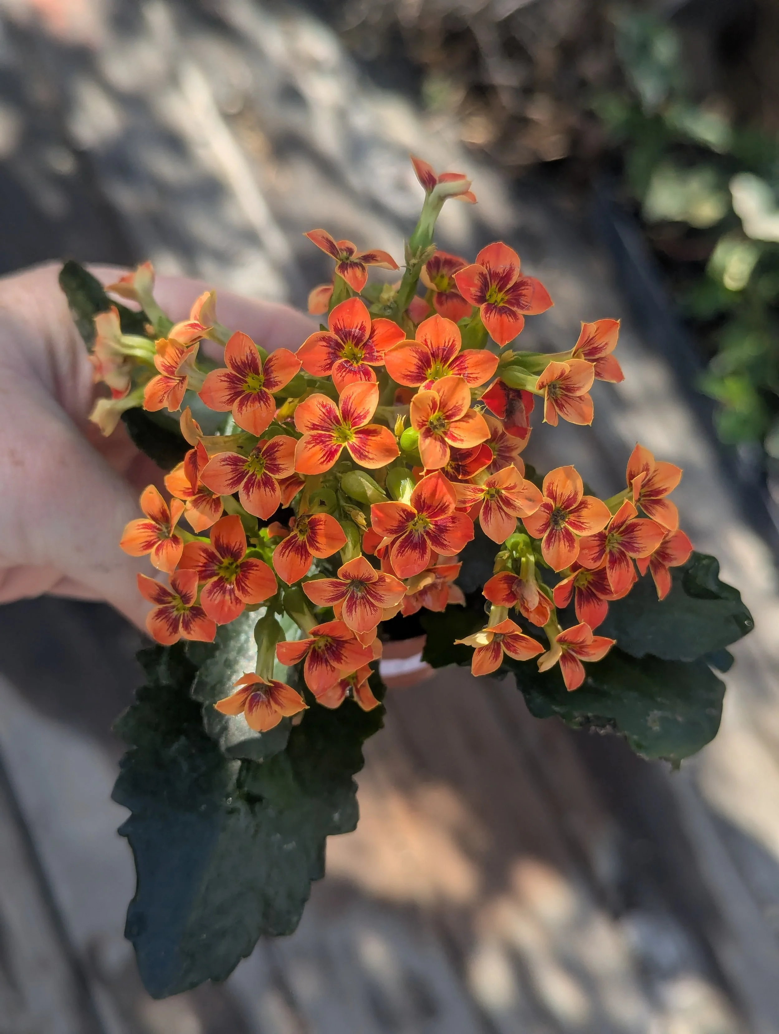 1KalanchoeBloomingOrange.jpg