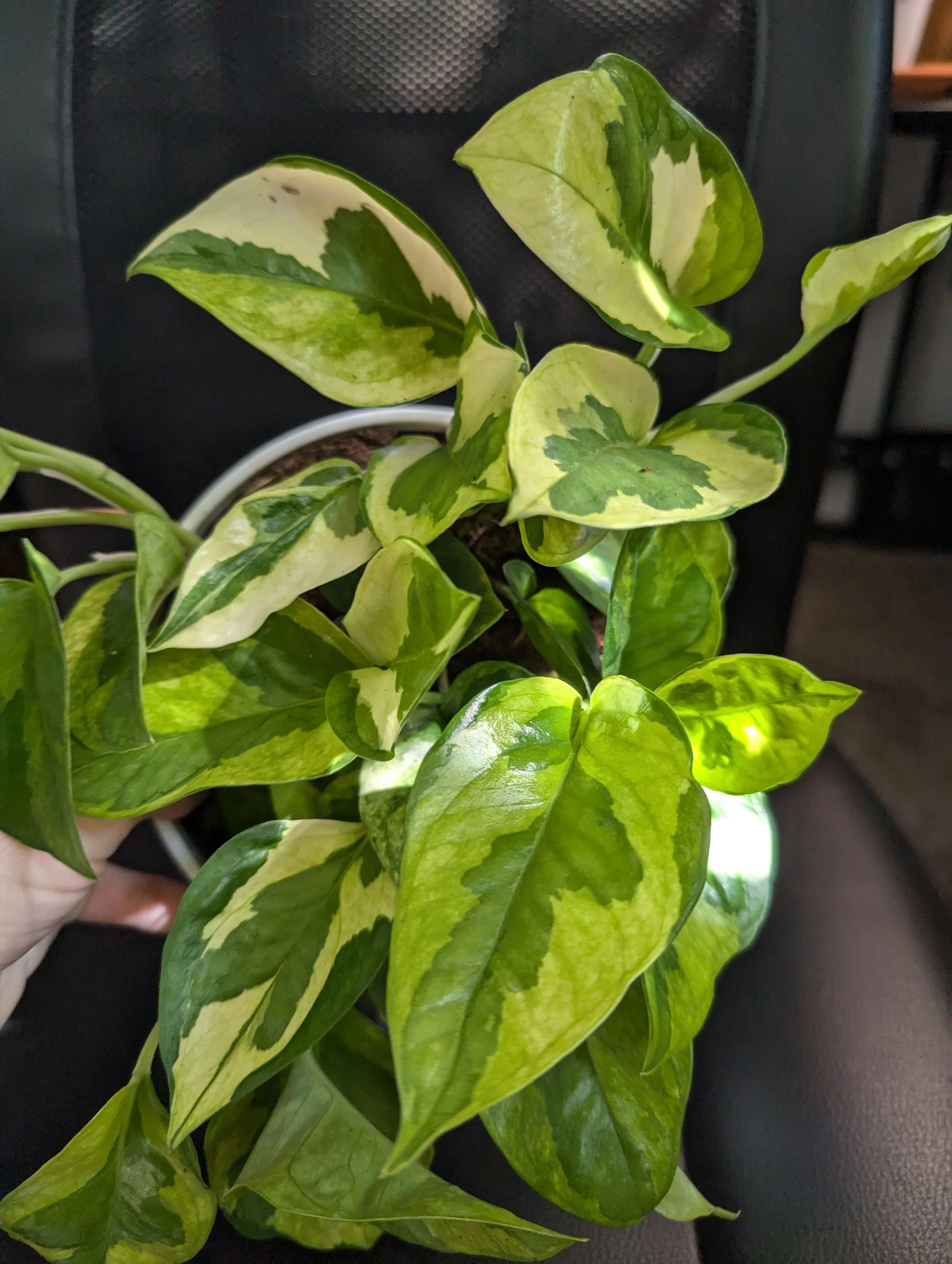 Pothos Lemon Meringue