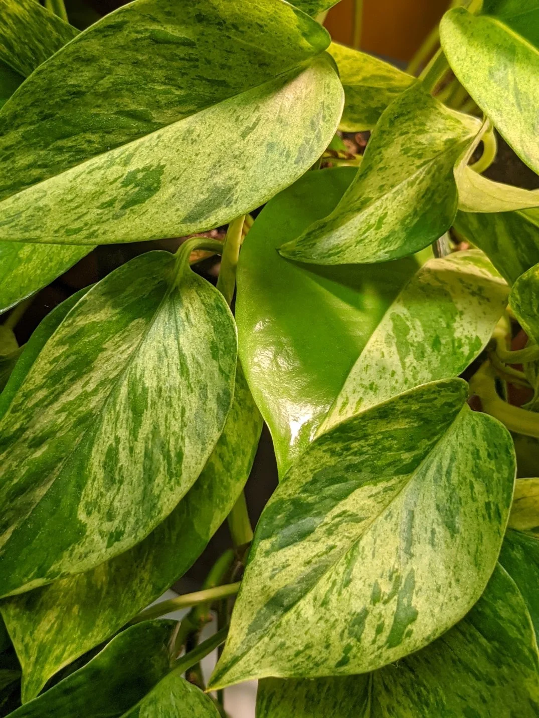 Pothos Marble Queen