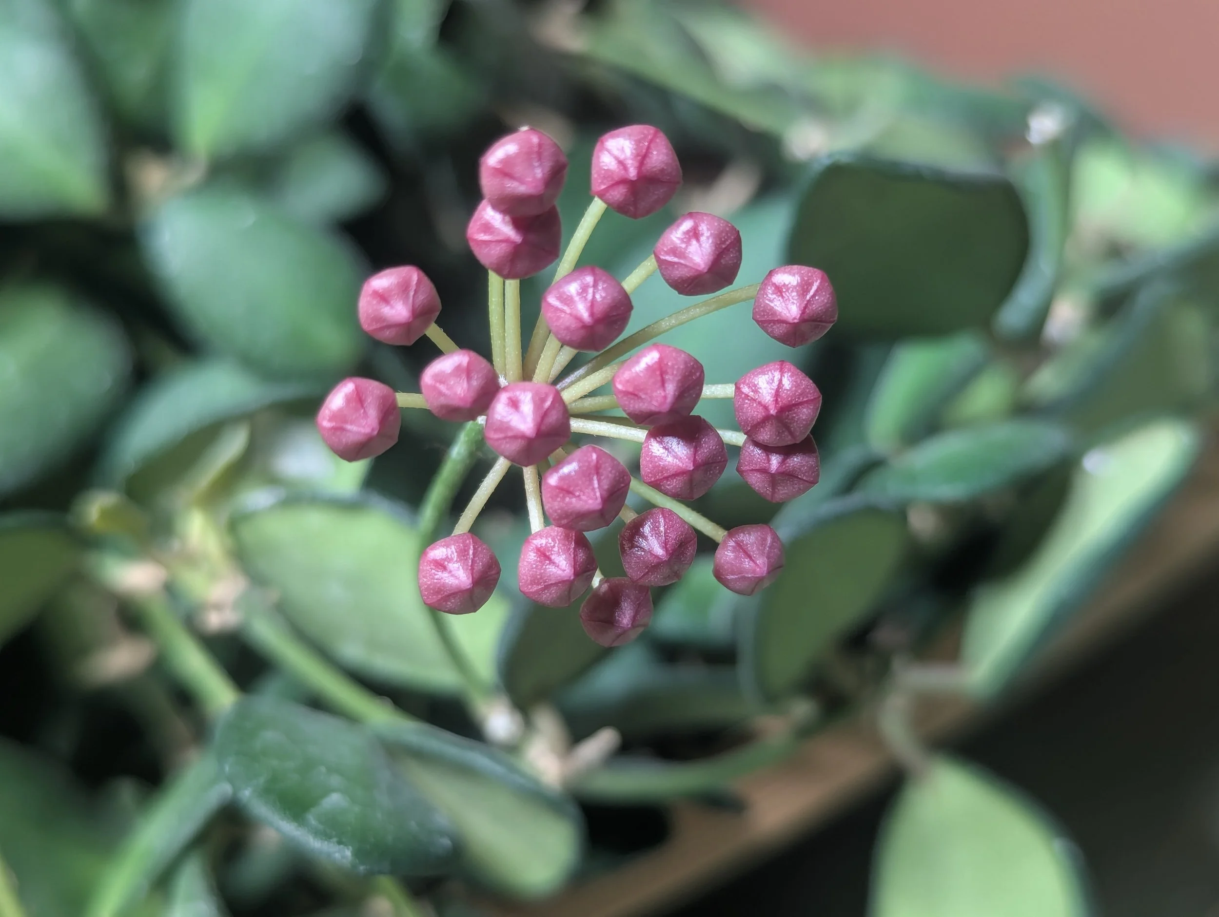 Hoya Burtoniae