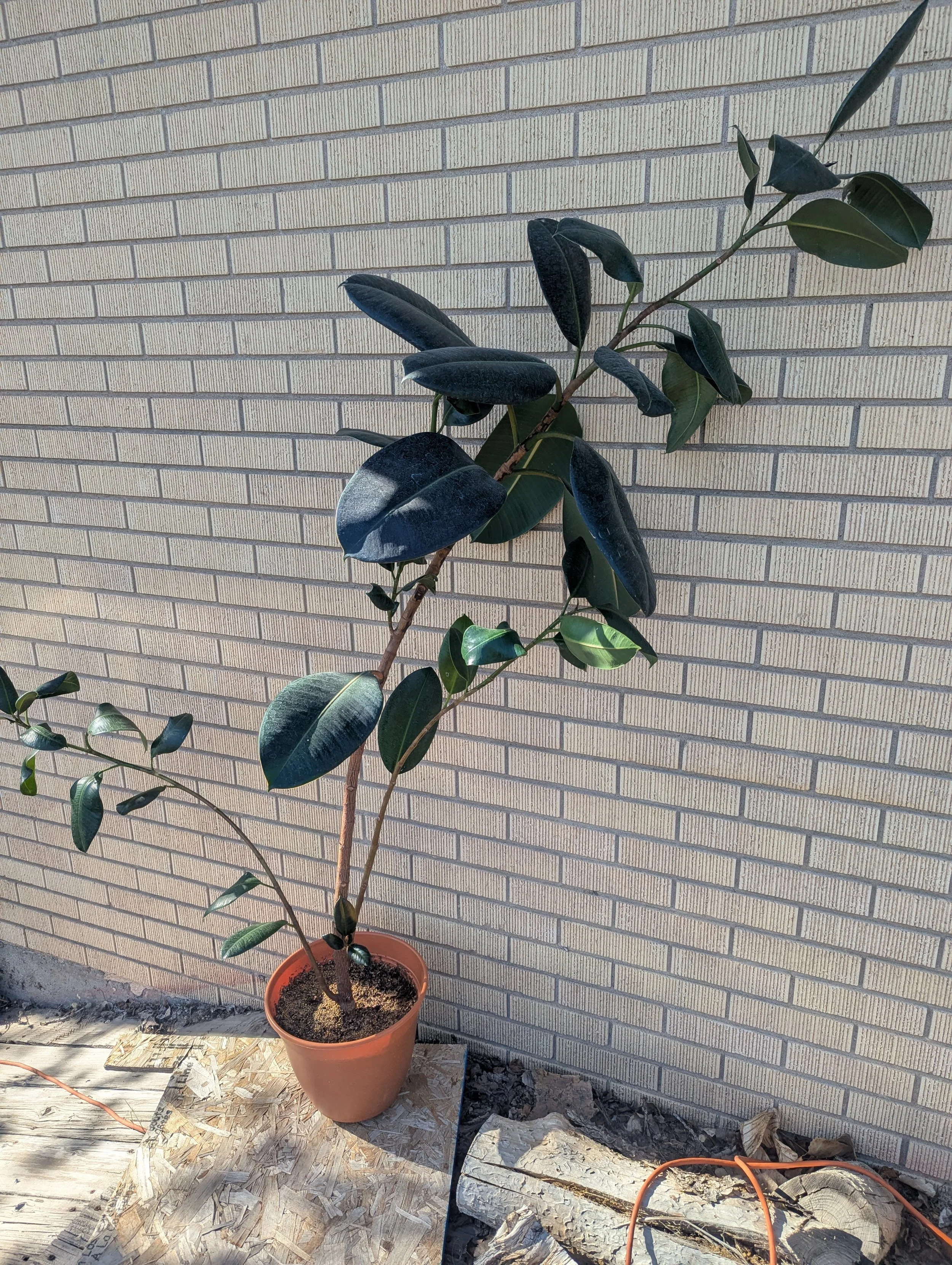10FicusBurgundy.jpg