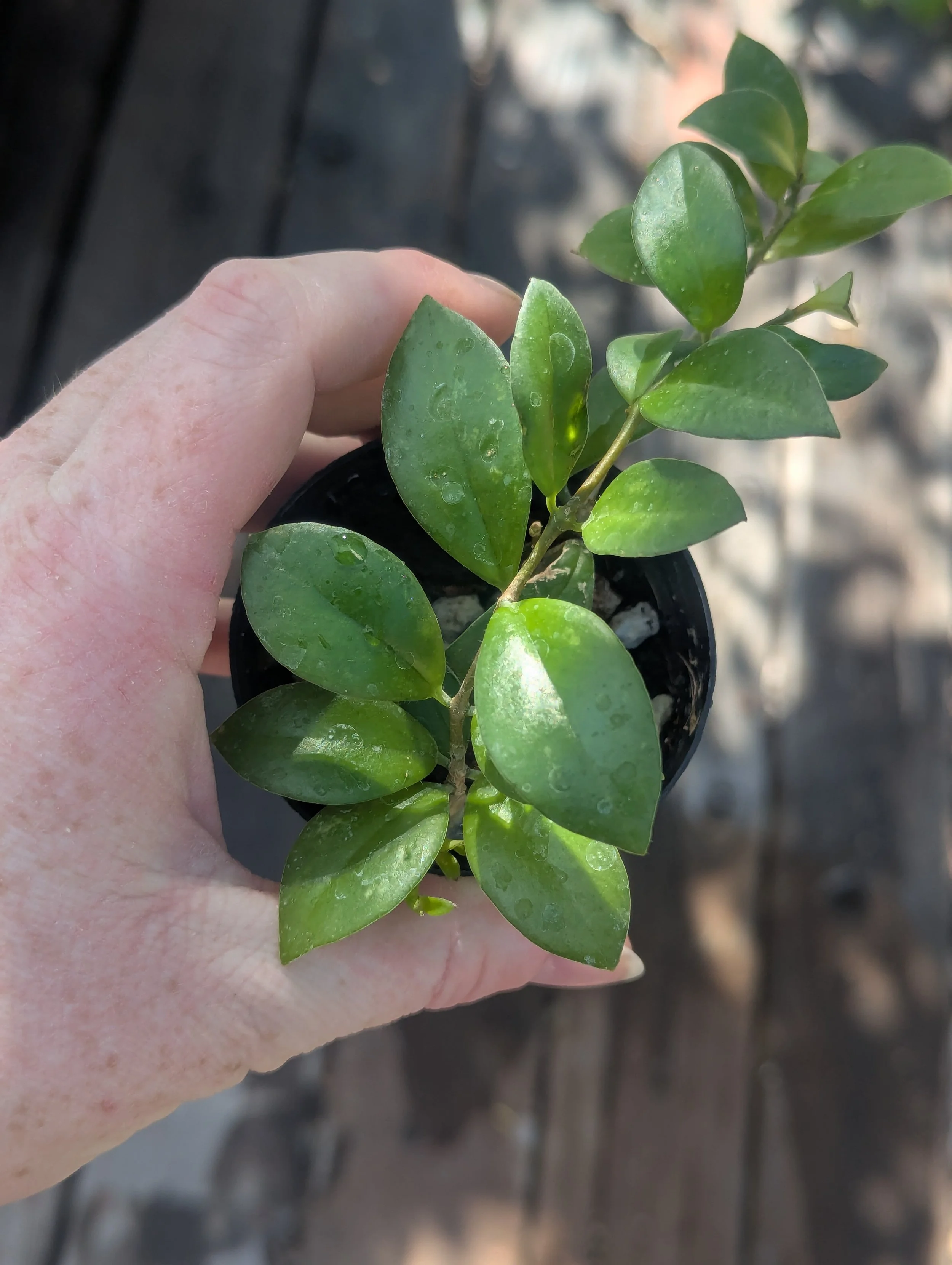 Lipstick Plant