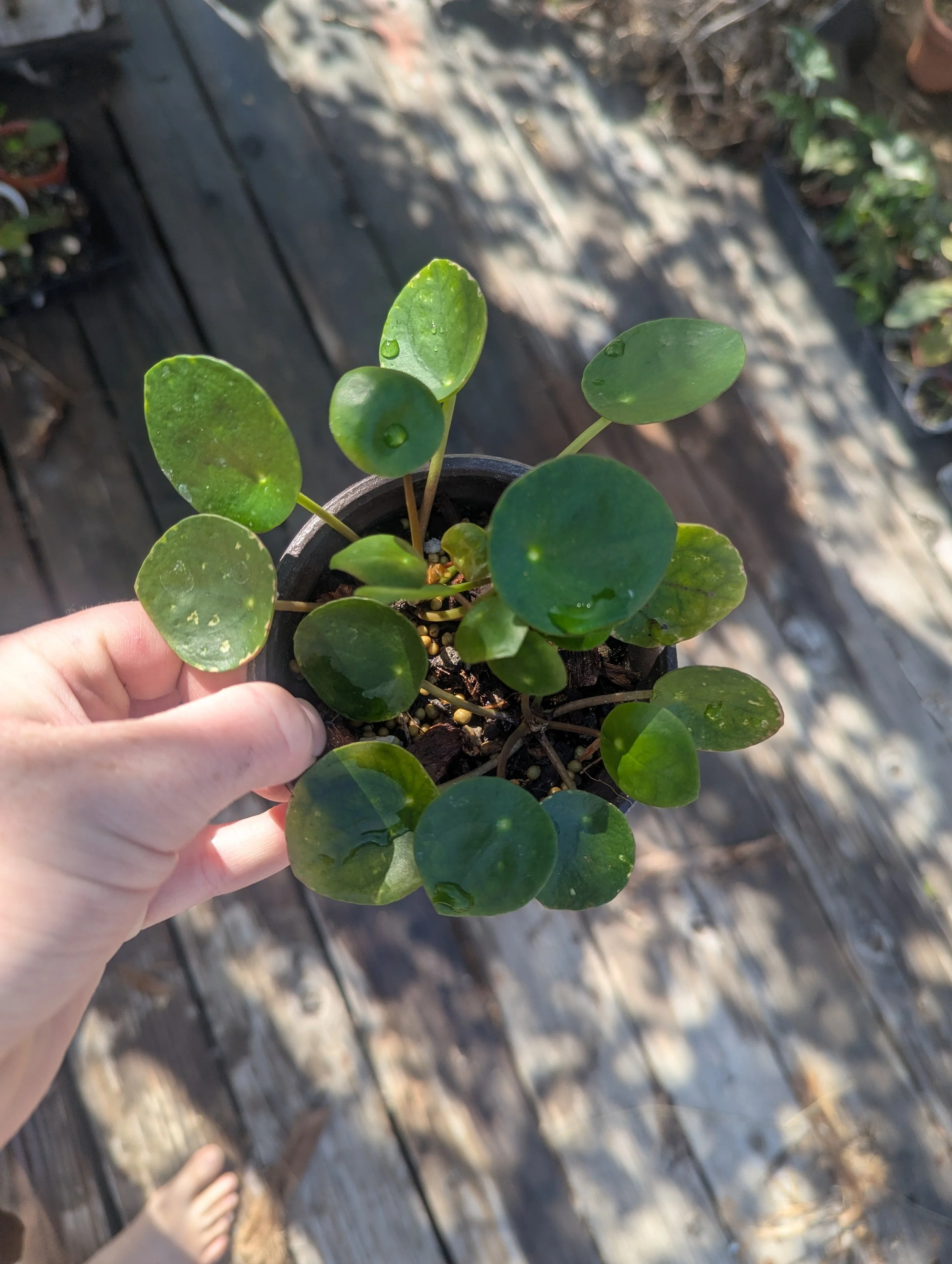 Chinese Money Plant