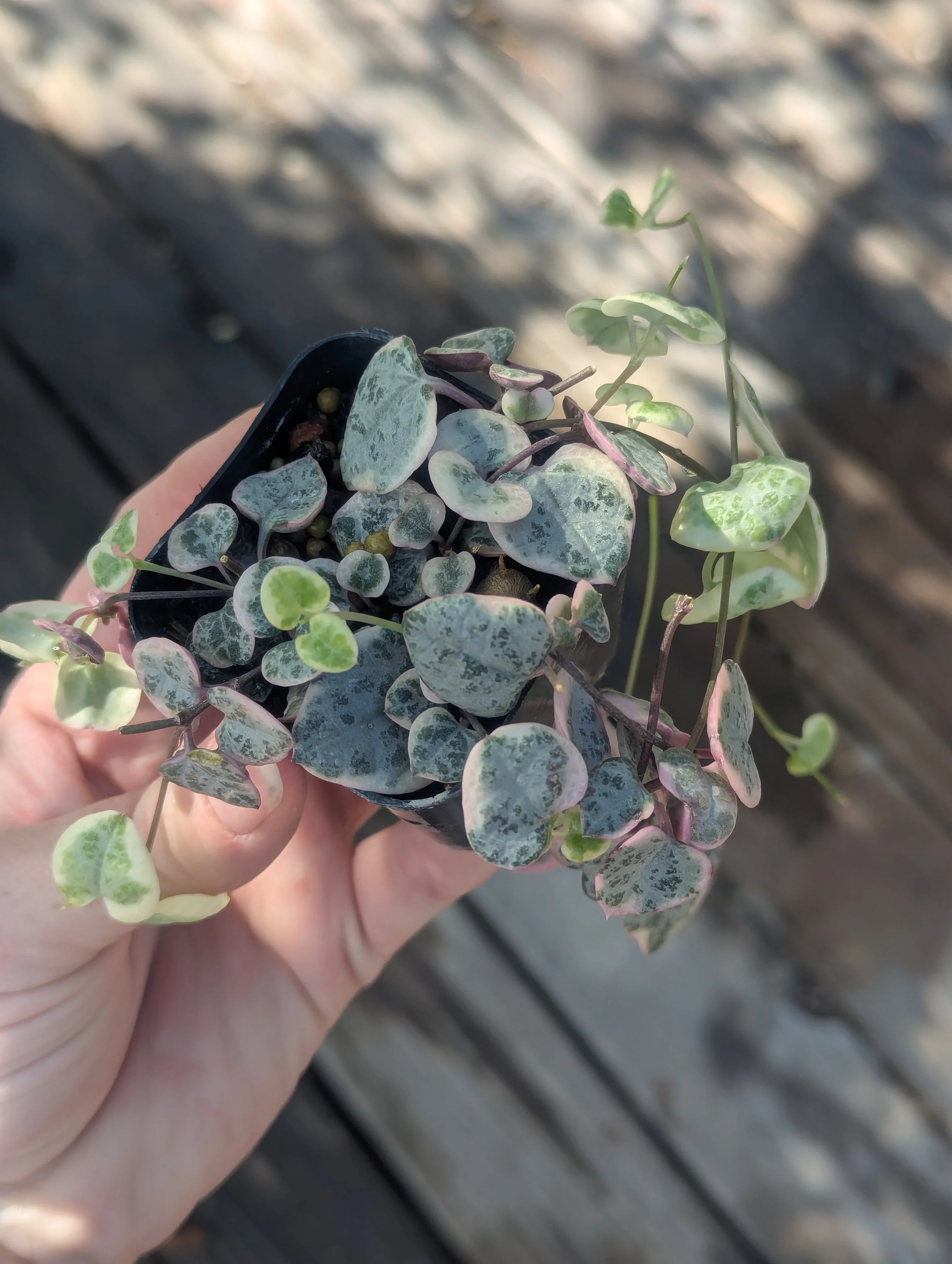 String of Hearts Variegated