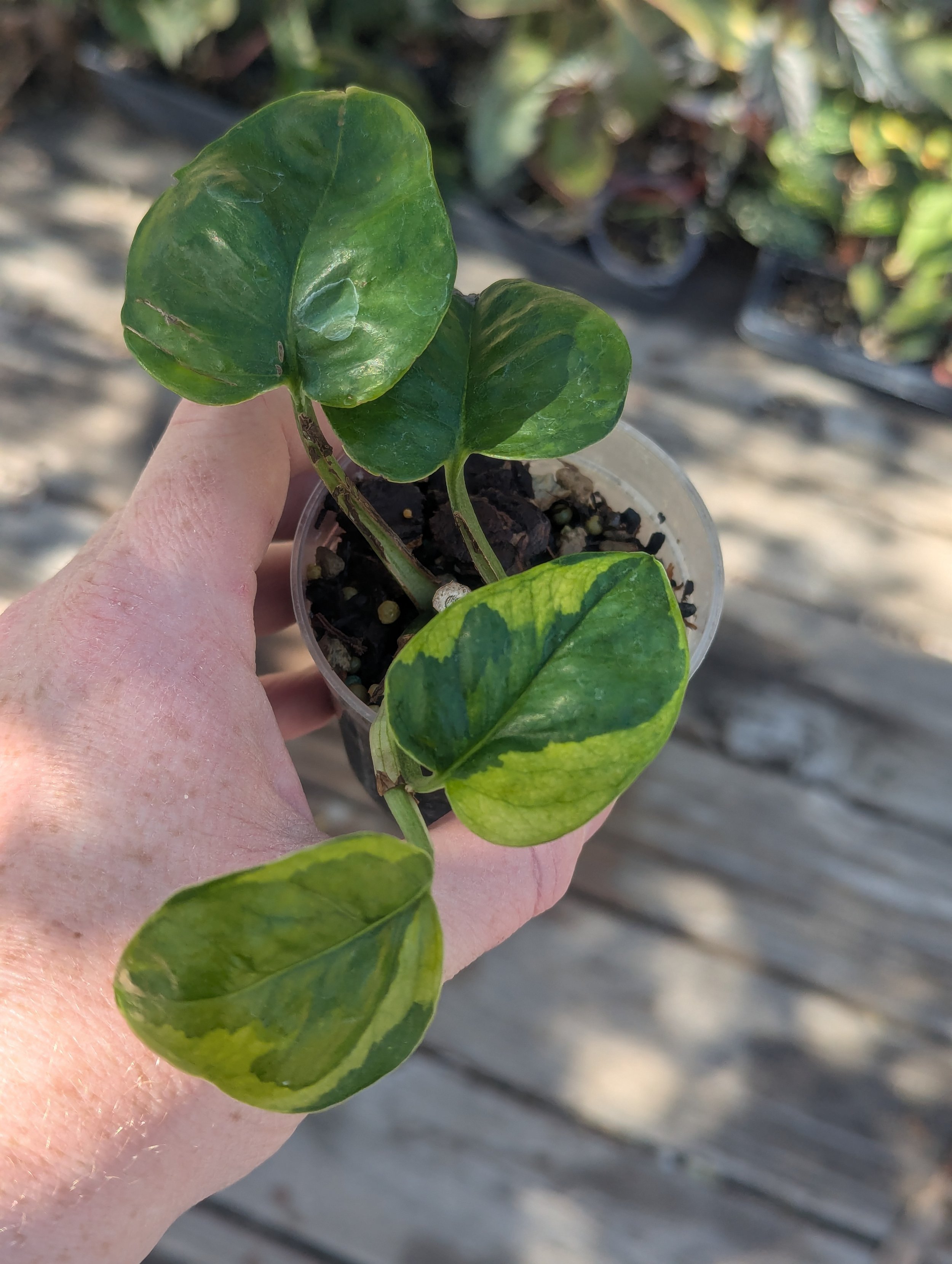 Pothos Lemon Meringue