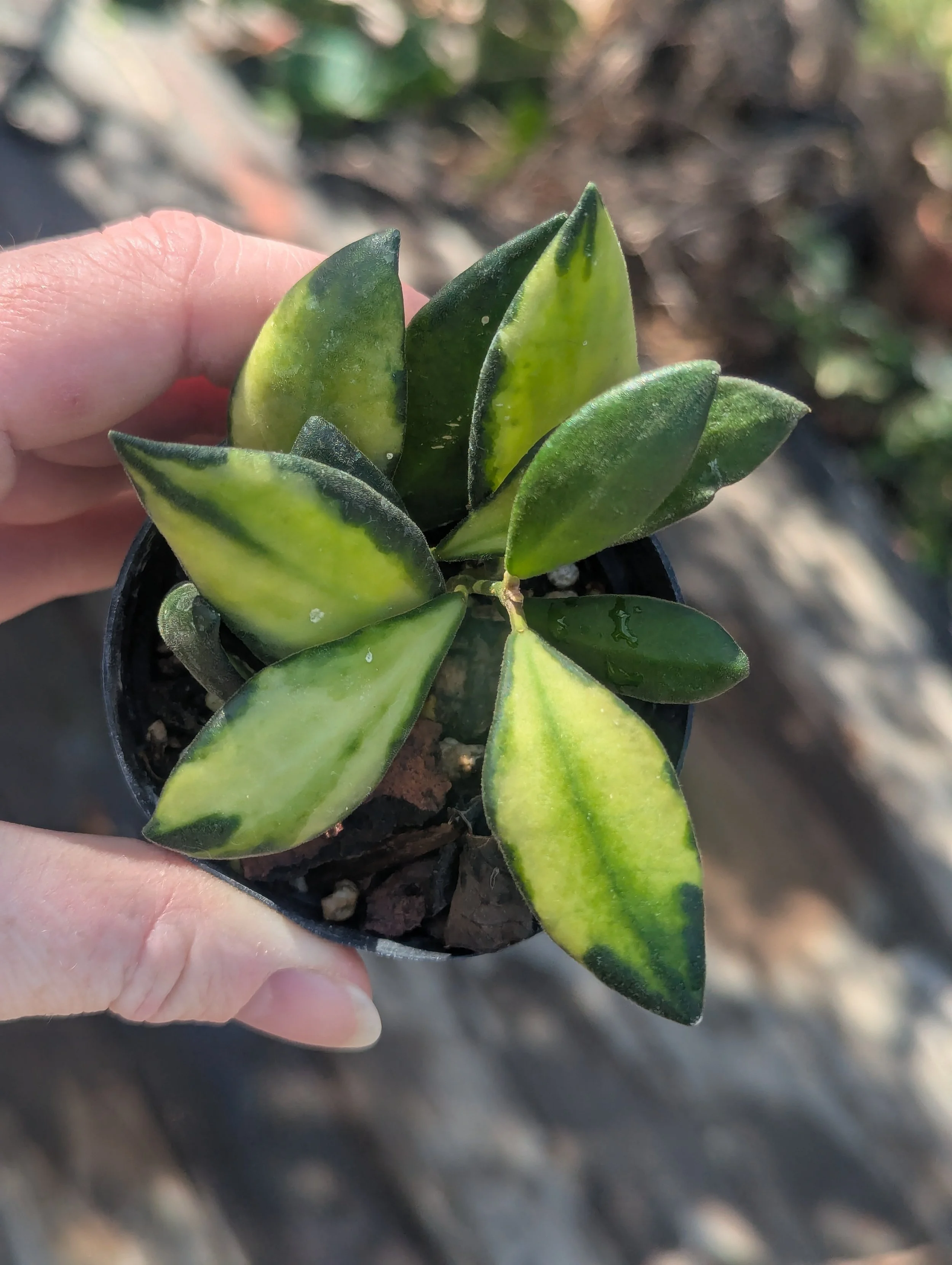 Hoya Burtoniae Variegated