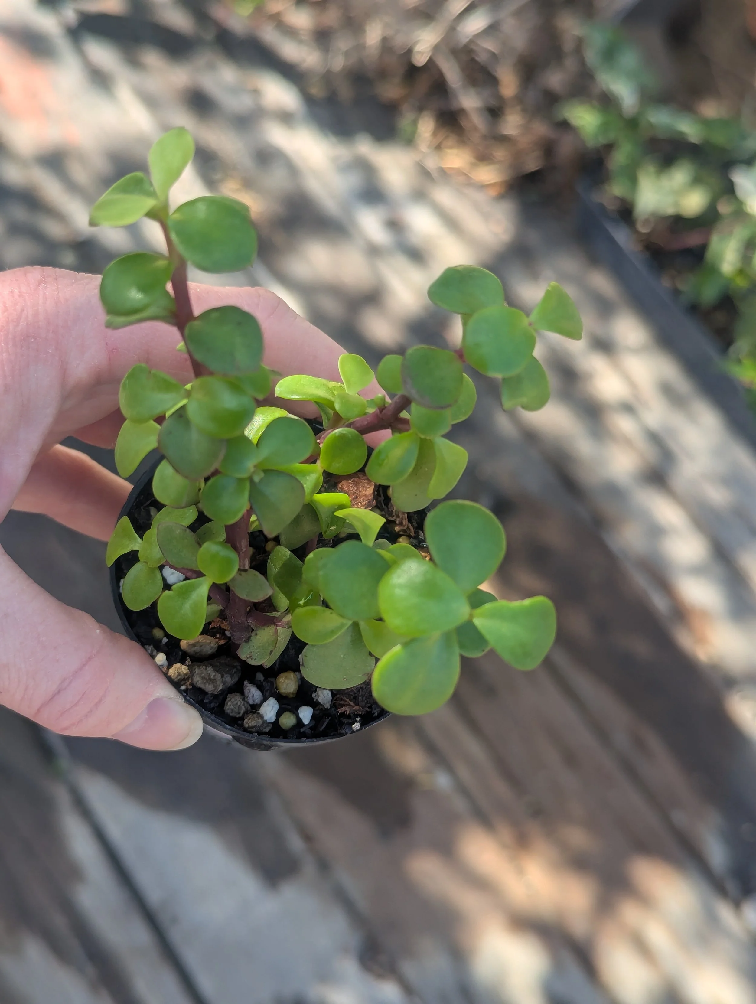 Elephant Bush