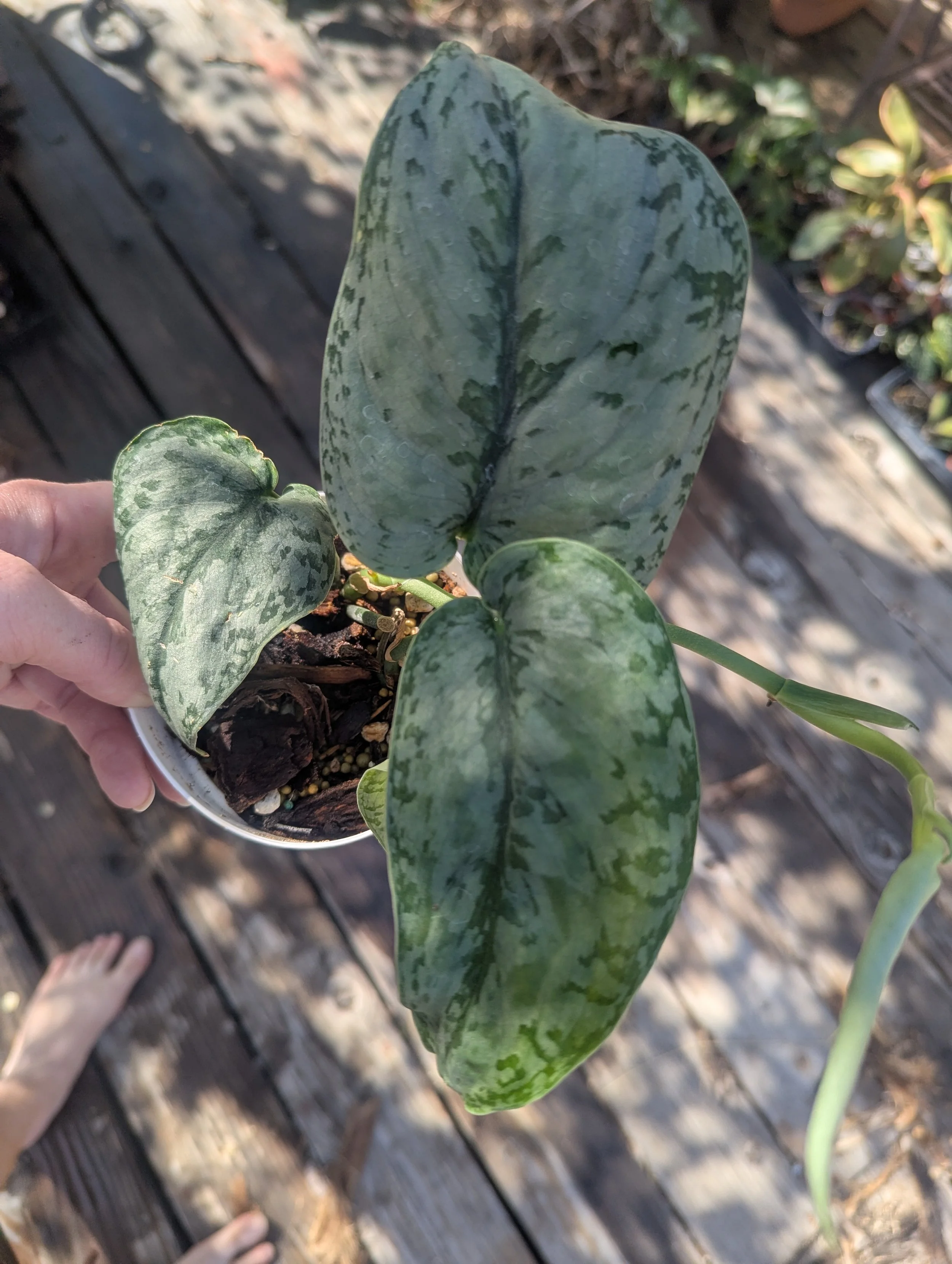 Scindapsus Silver Cloud