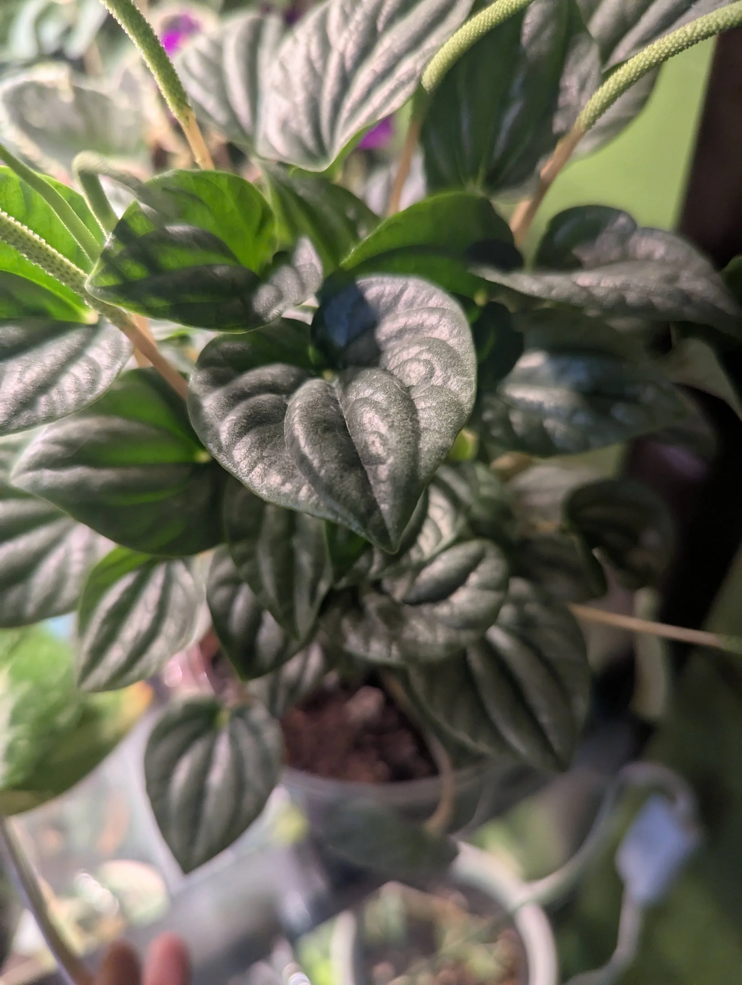 Peperomia Frost