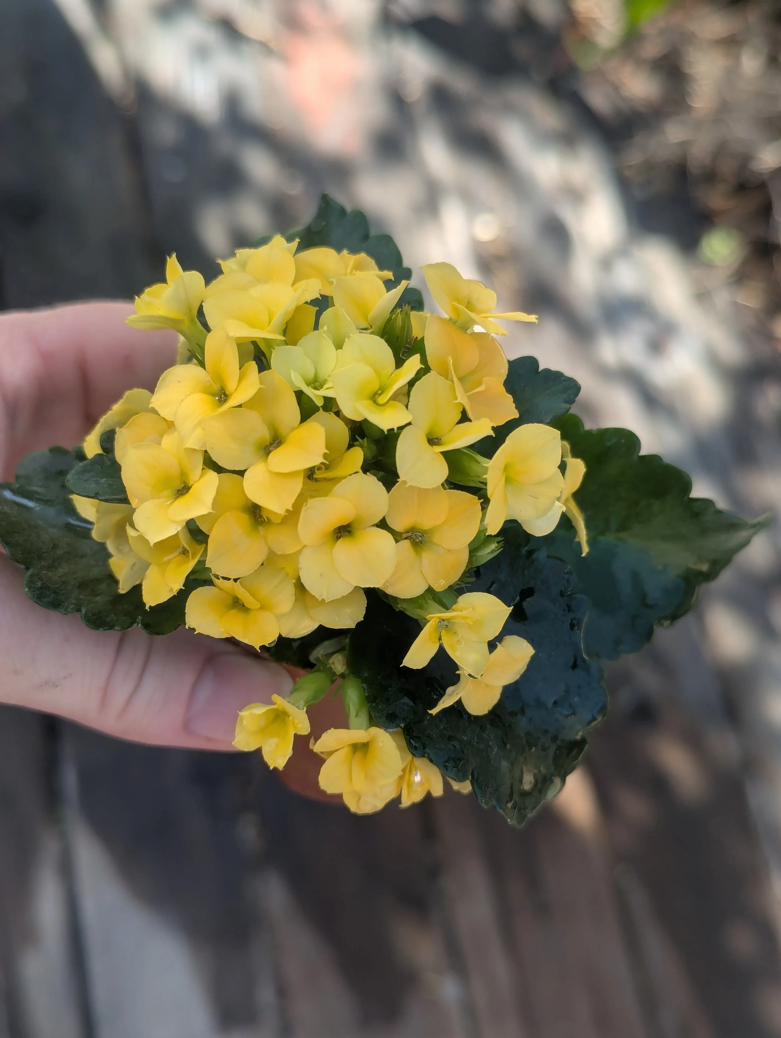 1KalanchoeBloomingYellow.jpg
