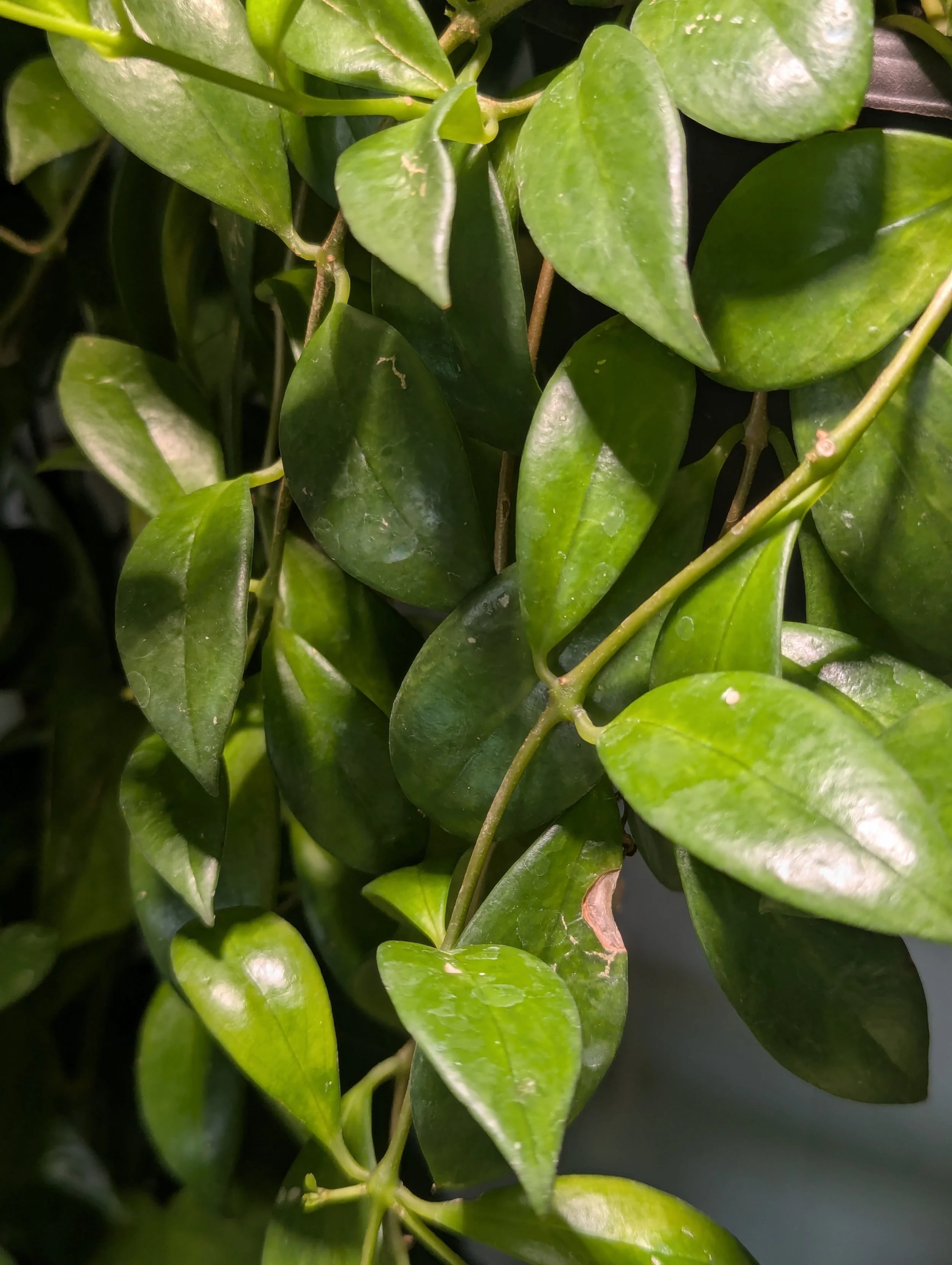 Lipstick Plant