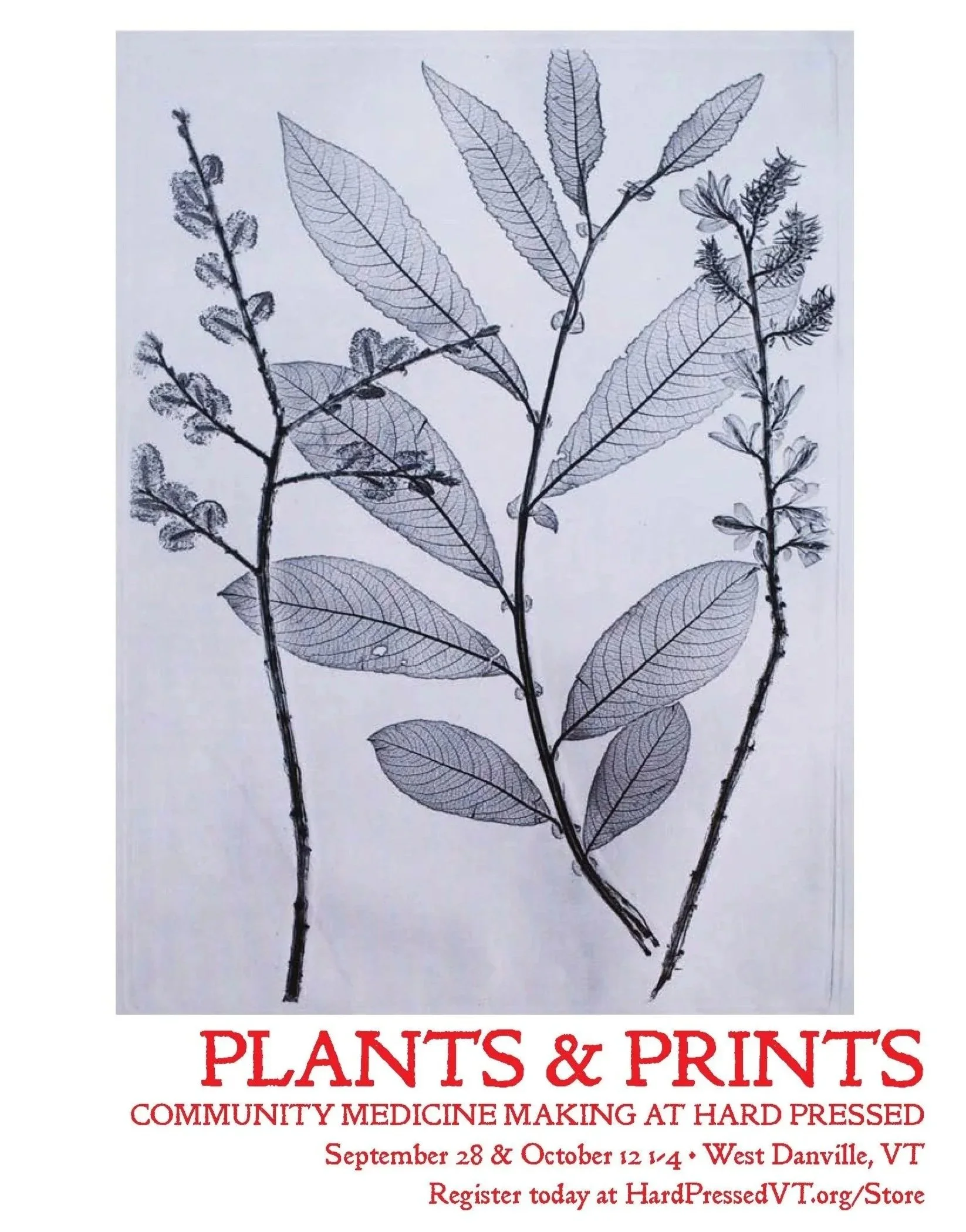 Plants and Prints Series: Oils and Salves