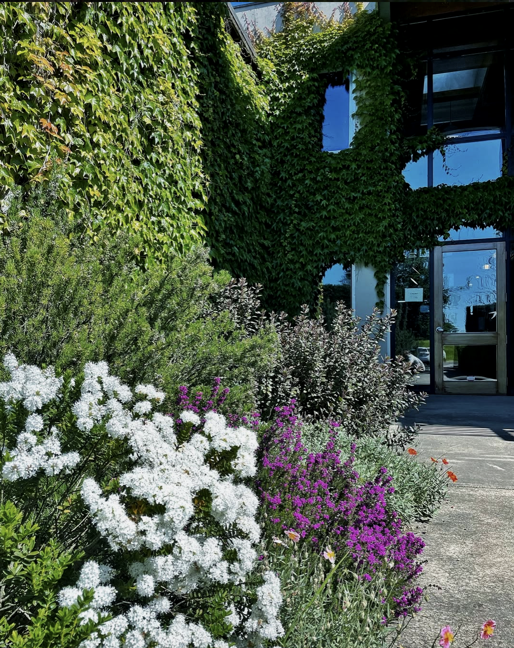 The ivy covered and greenery lined path leading into the modern glass entrance at Carlton Winemakers Studio, Carlton, OR