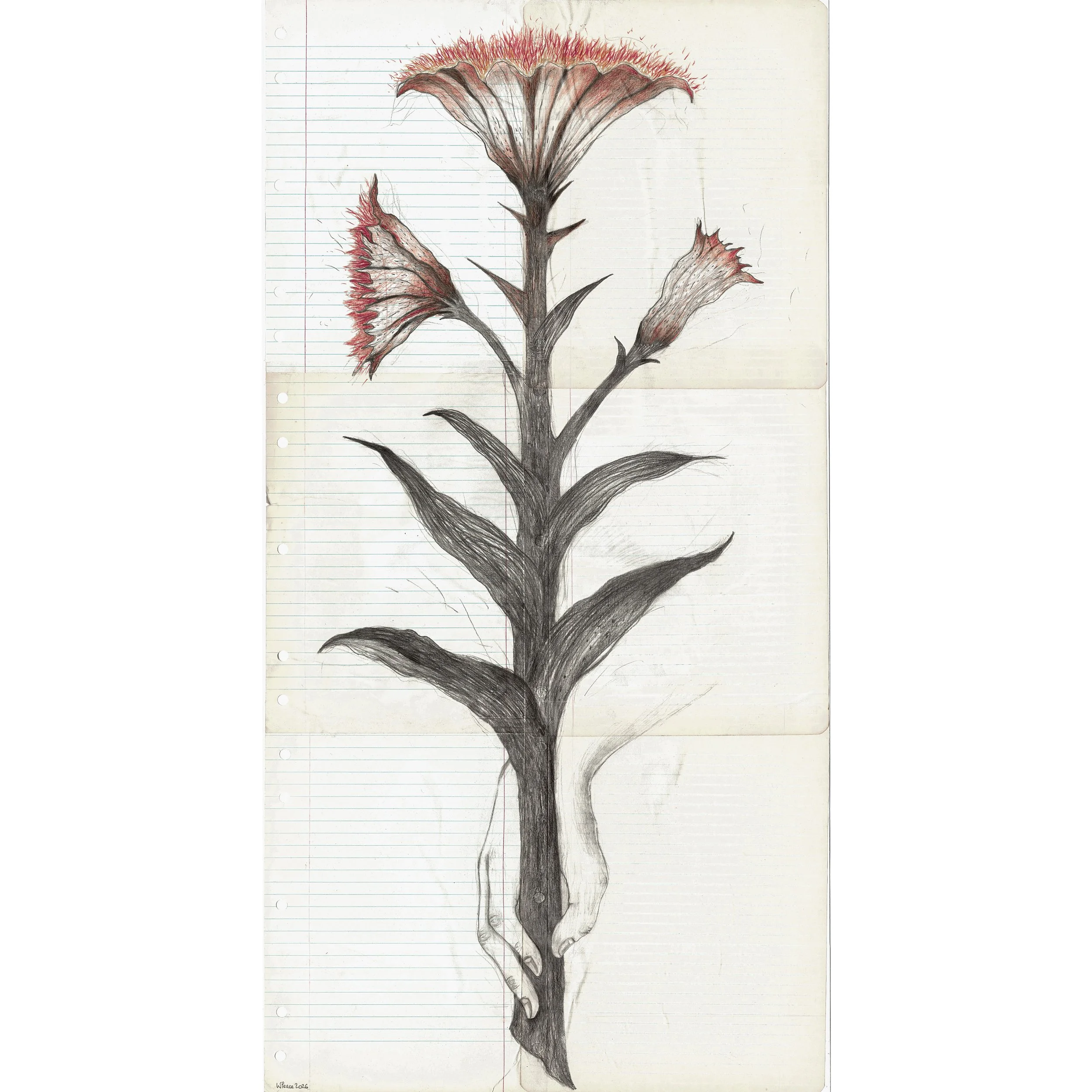 Ace Of Wands (Lily)