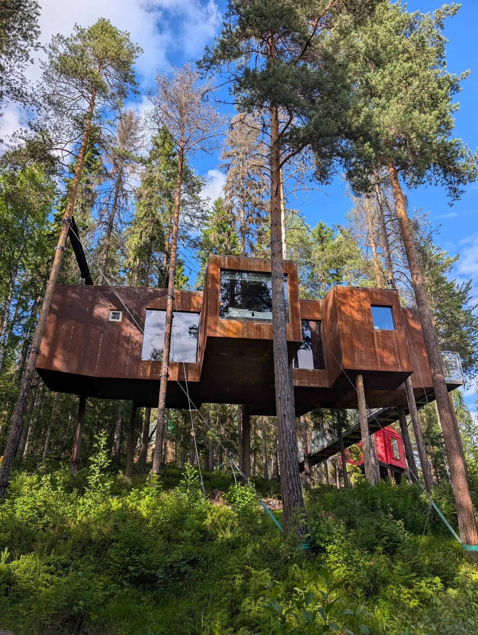 Zwischen Baumwipfeln in Lappland