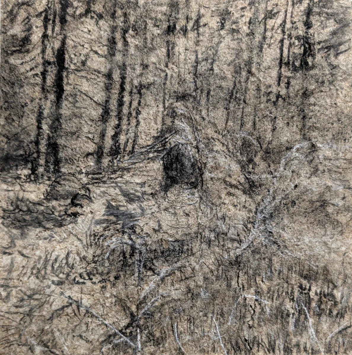 Uprooted, charcoal on paperboard 7'' x 7''