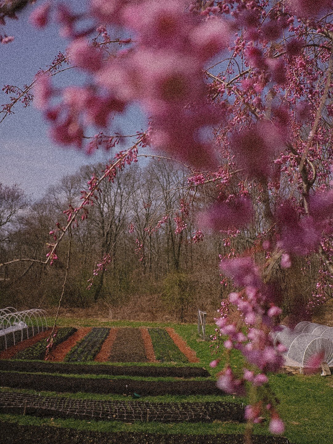 ๐ธโจHappy Monday flower friends! Spring is really showing off here on the farm today. Reminder that we will have TULiPS available all week. We are harvesting armfuls daily! Check out our website or send a DM to order a bouquet!
#massachusettstulips