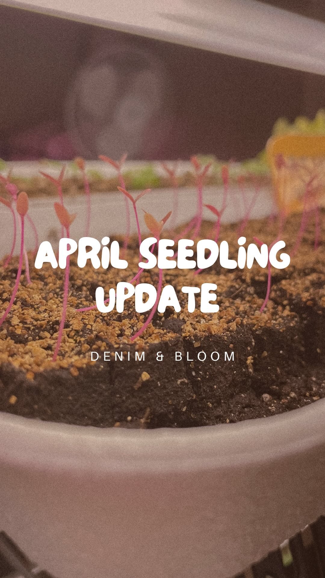 Happy Friday! ๐ฑ๐ธ Quick indoor seedling tour as we transition to hardening off and planting out our summer annuals in the next couple weeks. How amazing are these Mira Amaranth seedlings from @antoniovalenteflowers hot pink with โจ97% germinationโจ