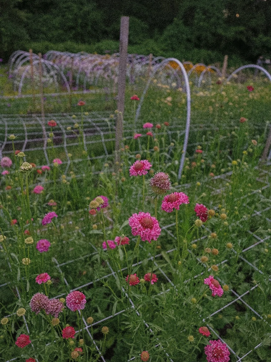 See you TONiGHT at the @farmersmarketnorthattleboro from 5-8pm! 💐✨🦋